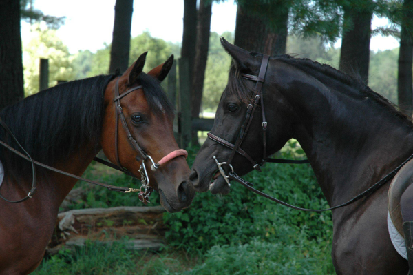 Craig Memorial Equestrian Center Leverett logo