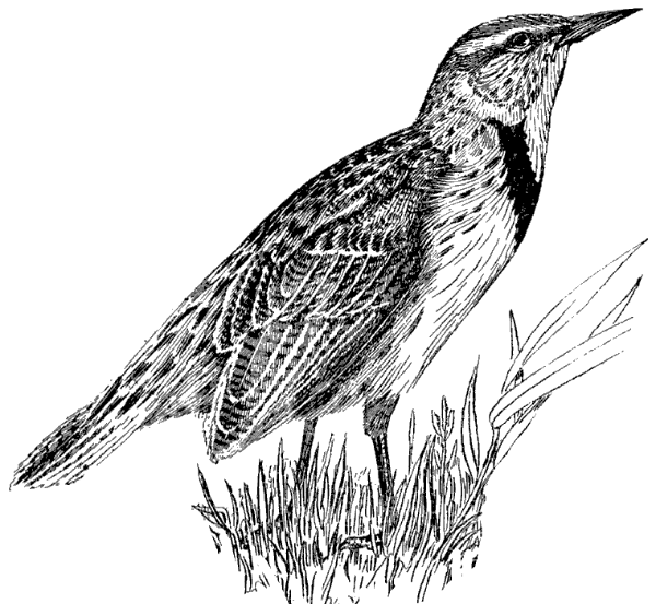 Meadowlark logo