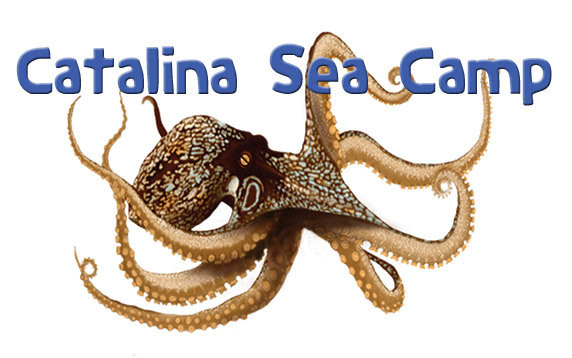Catalina Sea Camp logo