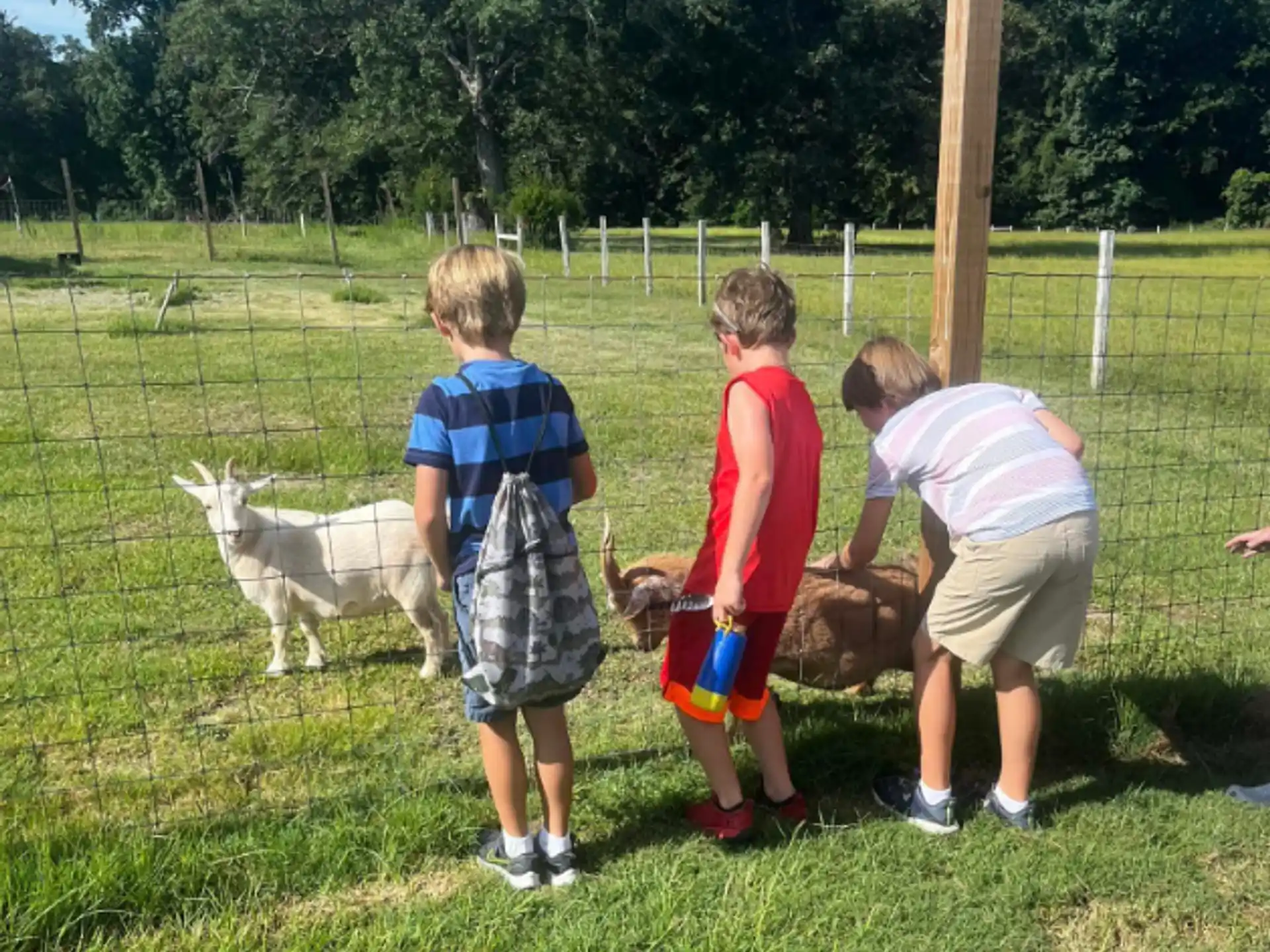 a group of kids playing with a goat in a fenced in area