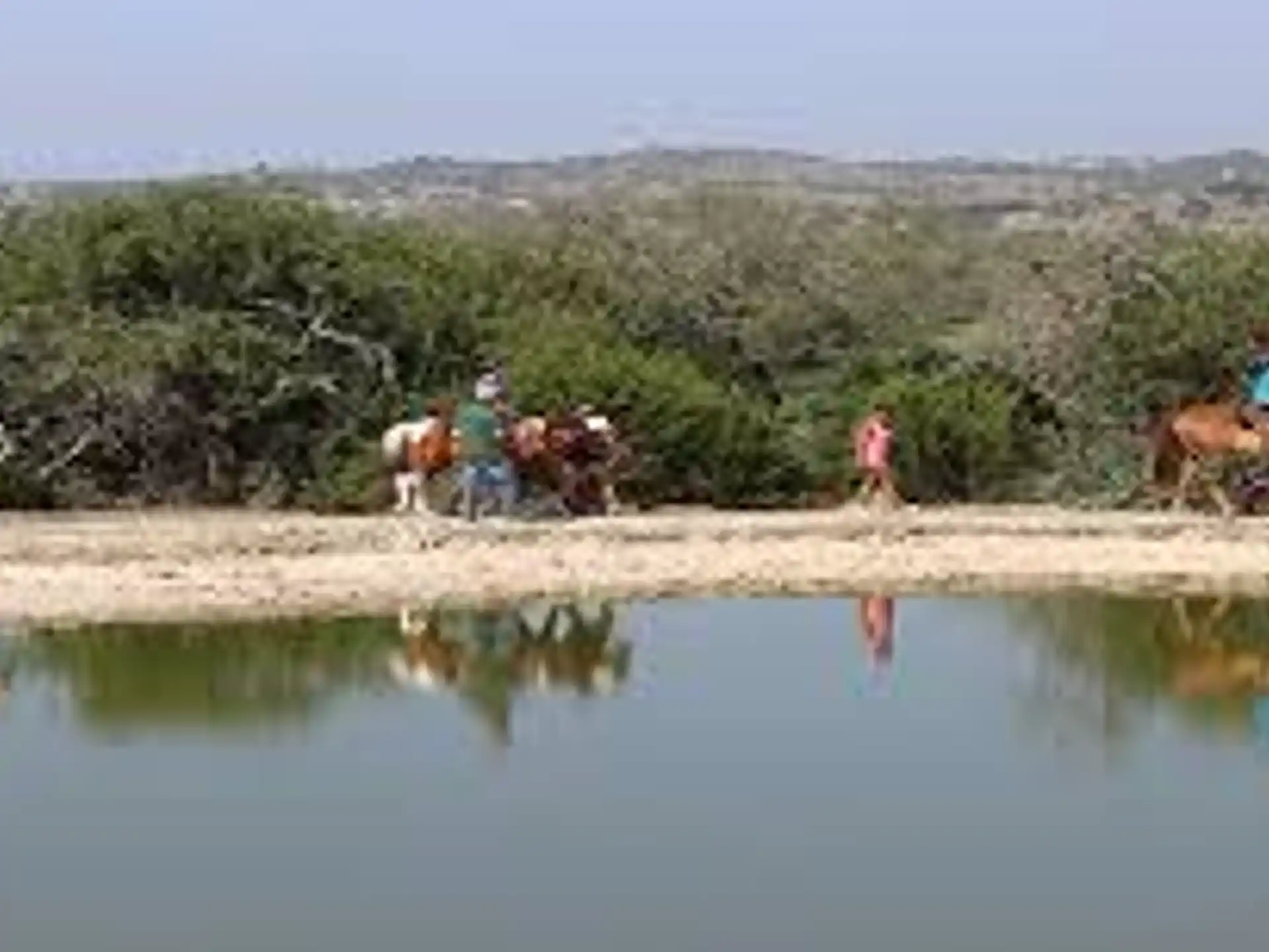 Texas Lions Camp, Inc — e7796ff4 aa59 4a64 8ea6 0a8985b19d60