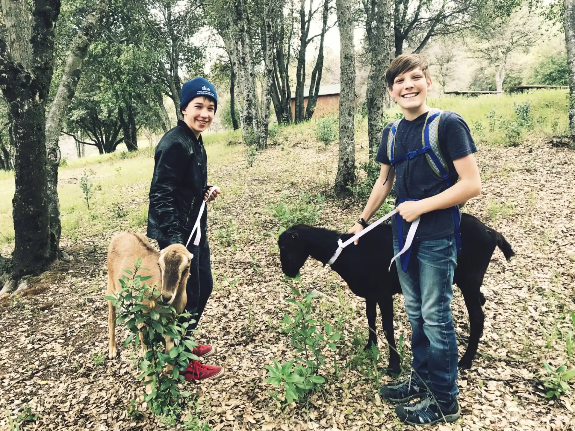 a couple of people with dogs in a forest
