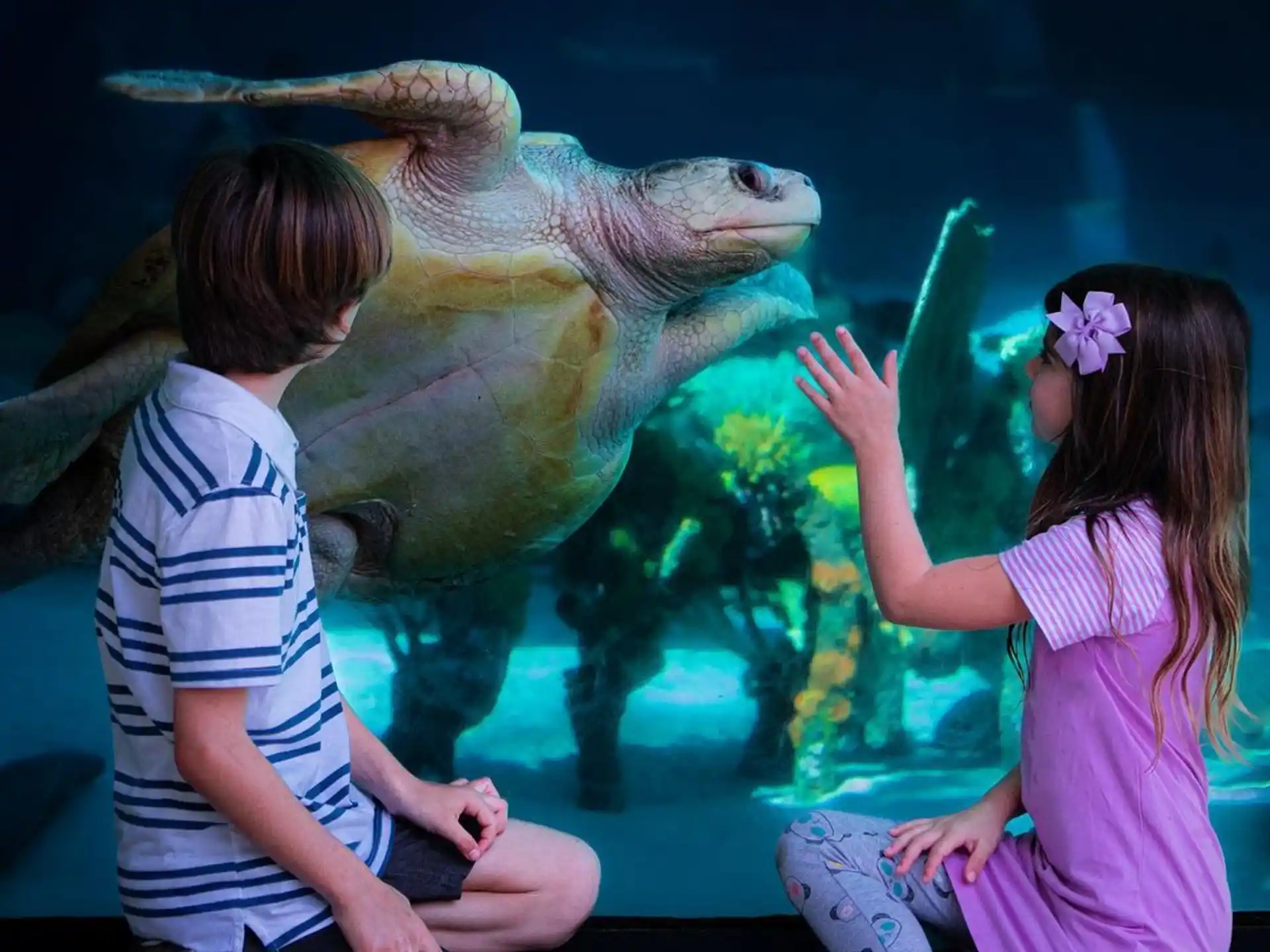 a couple of children looking at a sea animal