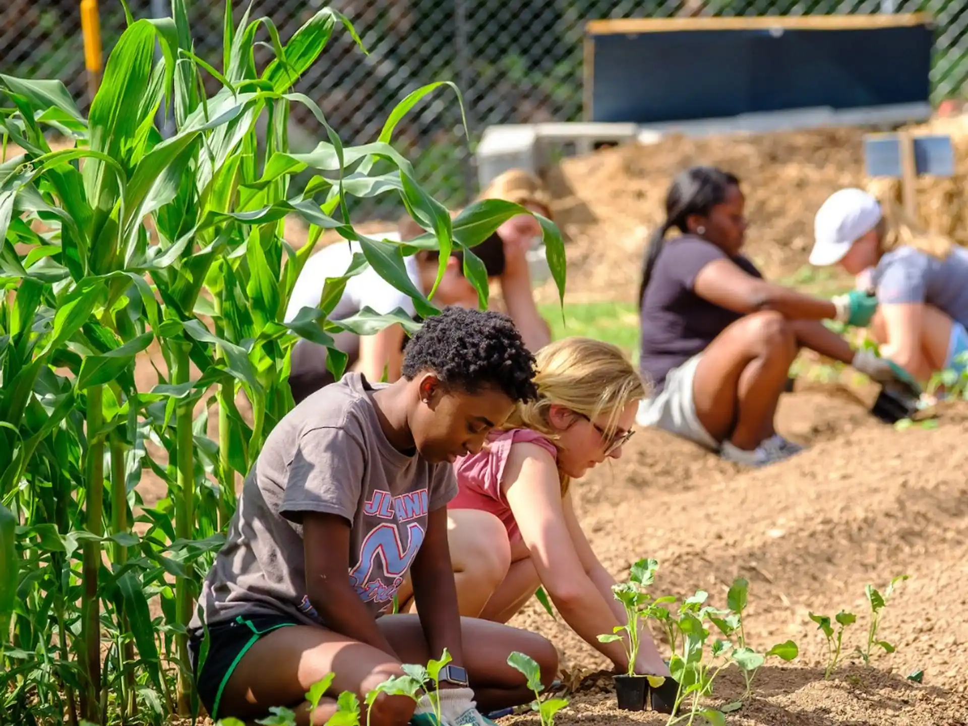 a group of people planting plants