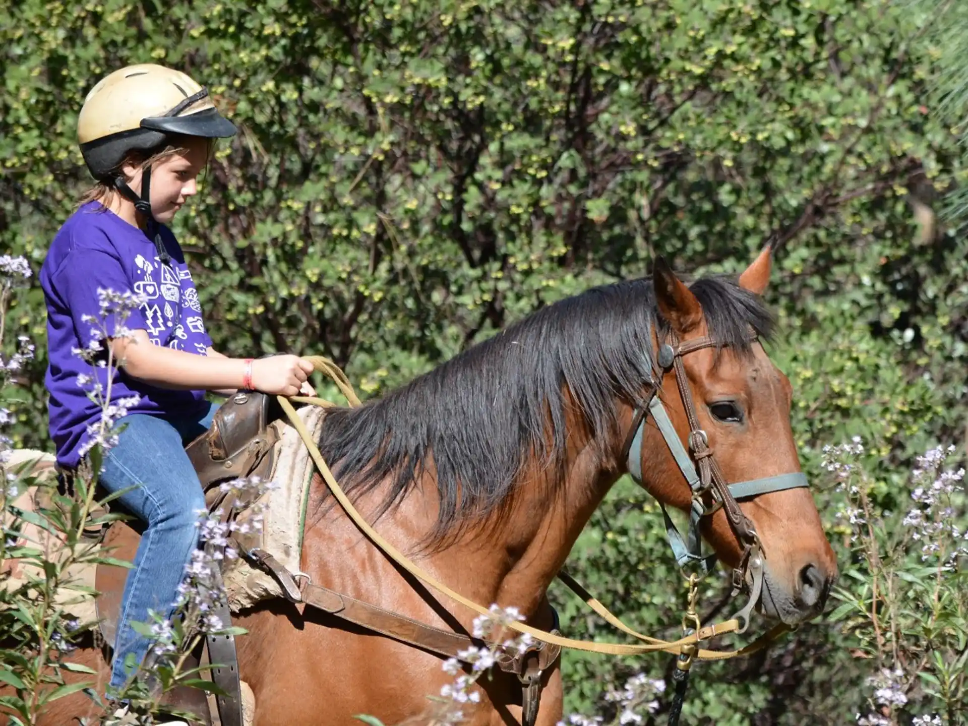 a person riding a horse