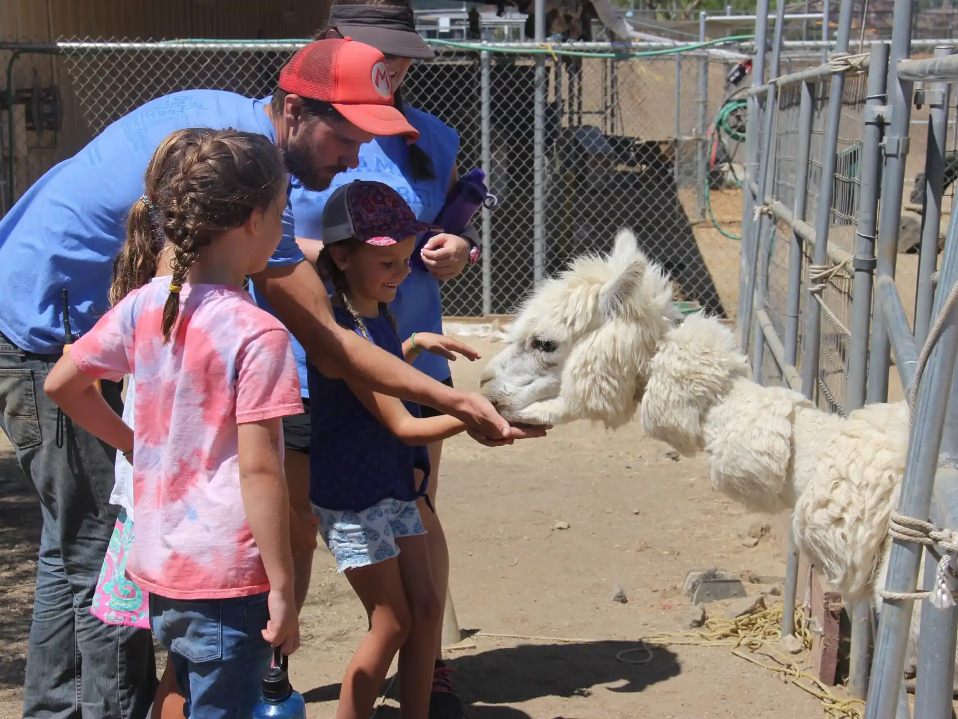 a group of people petting a sheep
