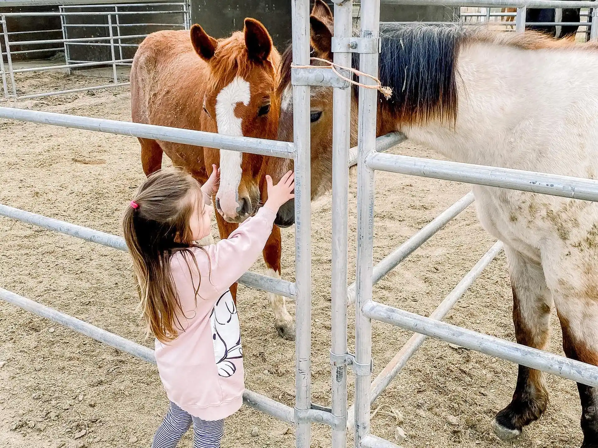 a girl petting a horse through a fence