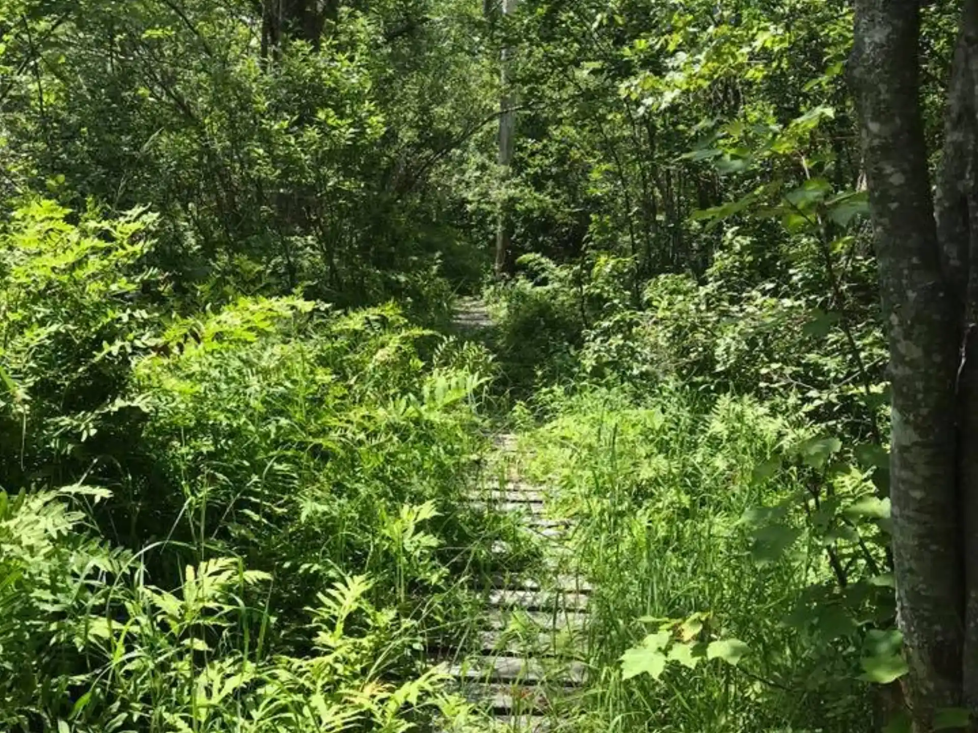a path through a forest