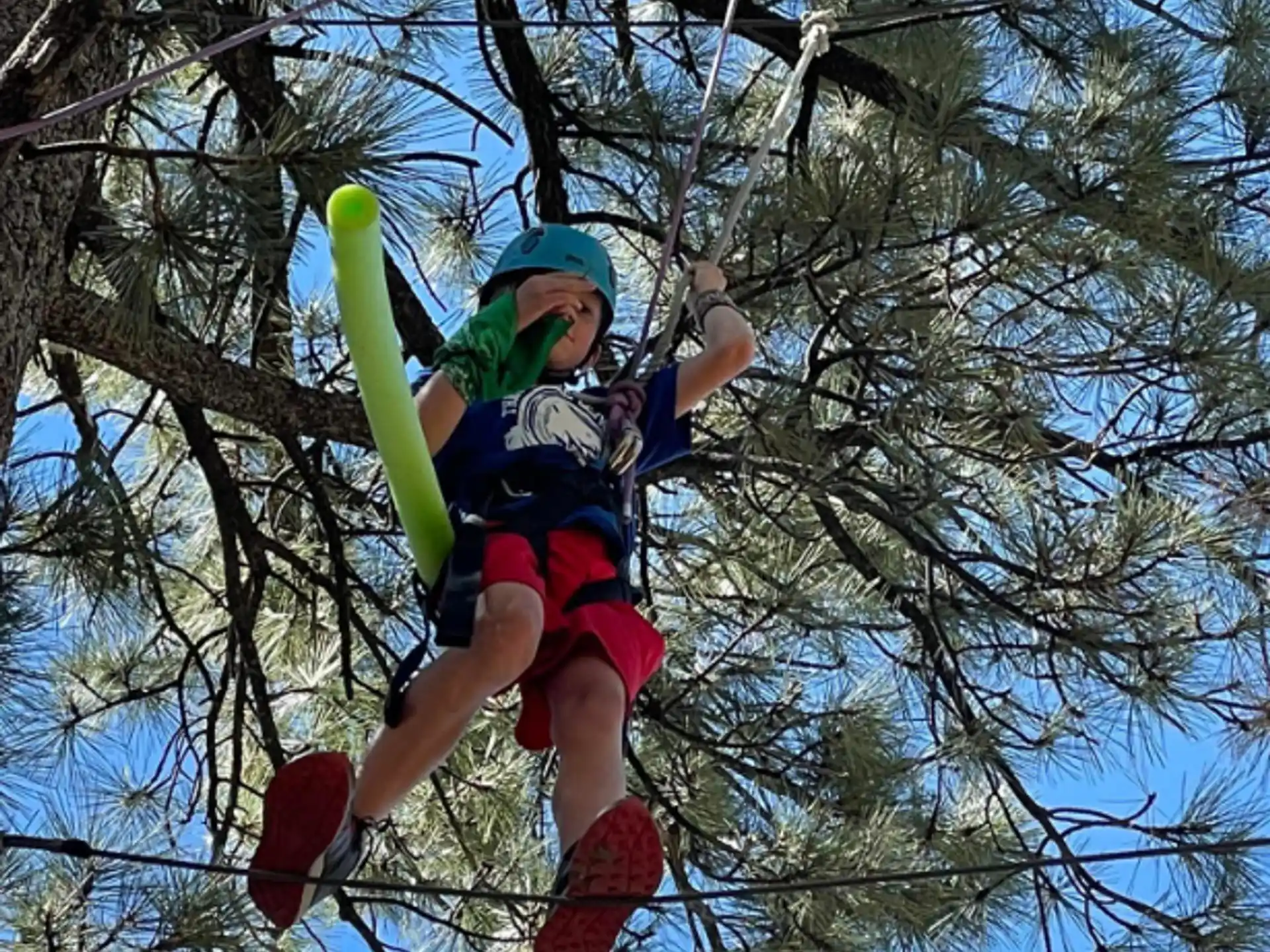 a boy climbing a tree