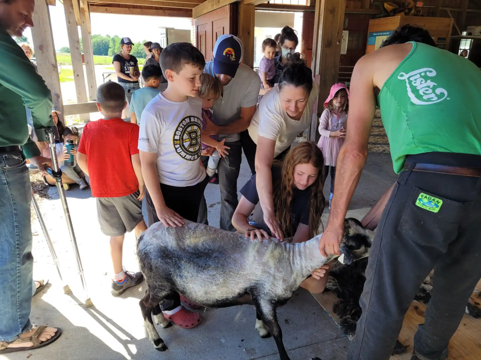 a group of people petting a pig