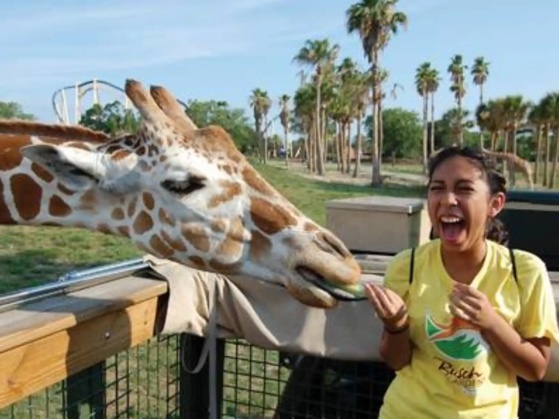 a person feeding a giraffe