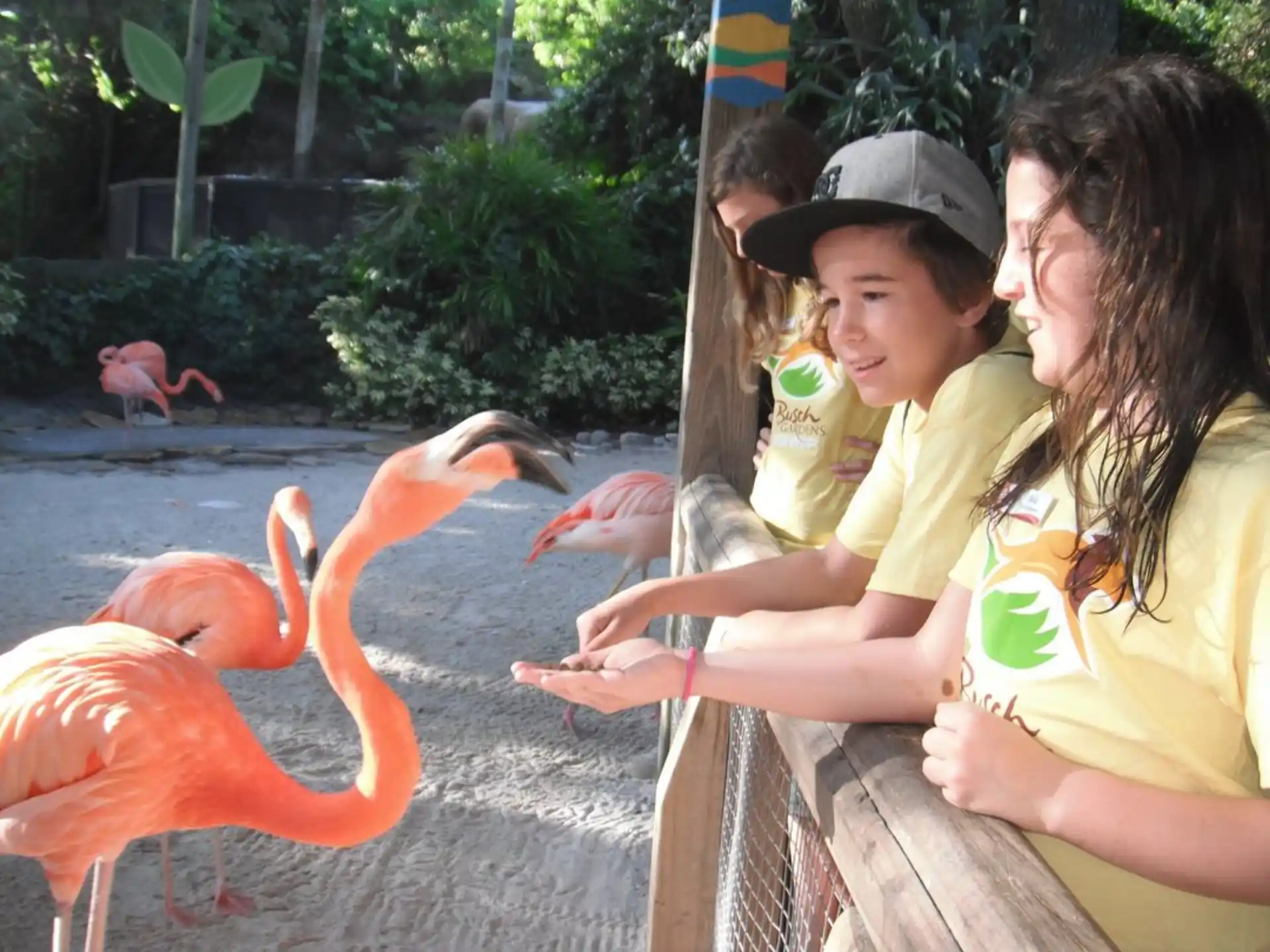 a woman and a child petting flamingos