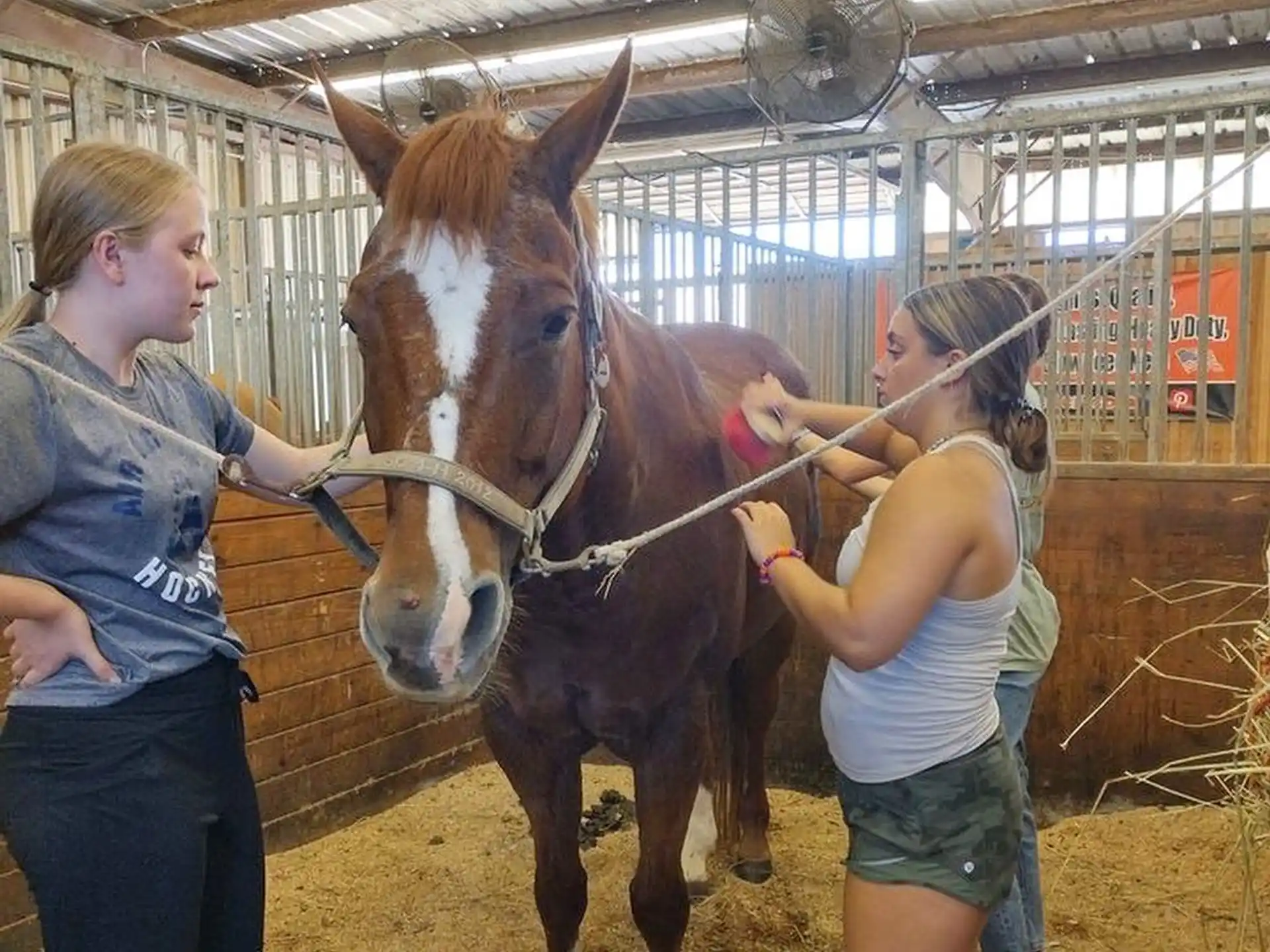a person feeding a horse