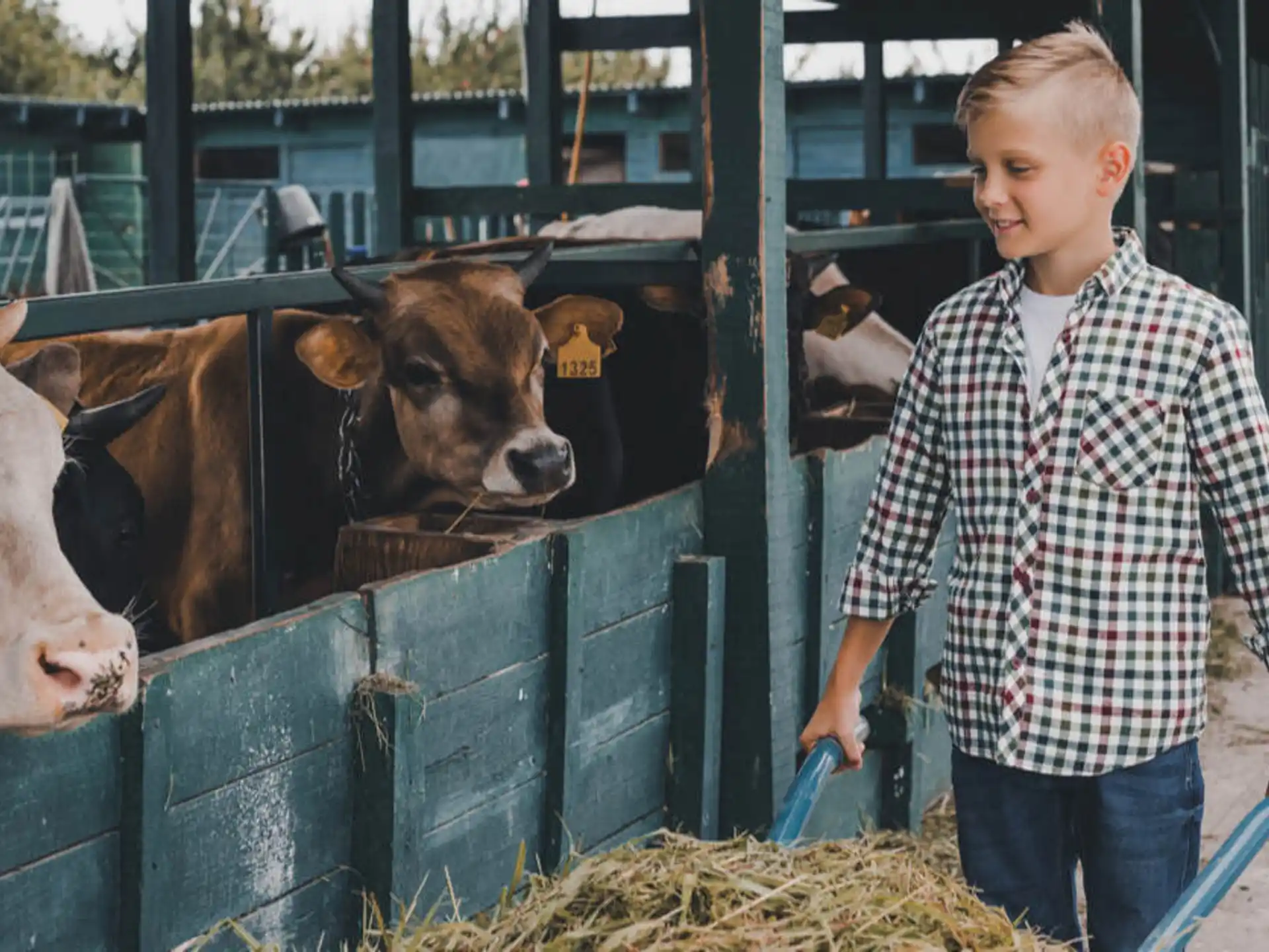 a boy standing next to a group of cows
