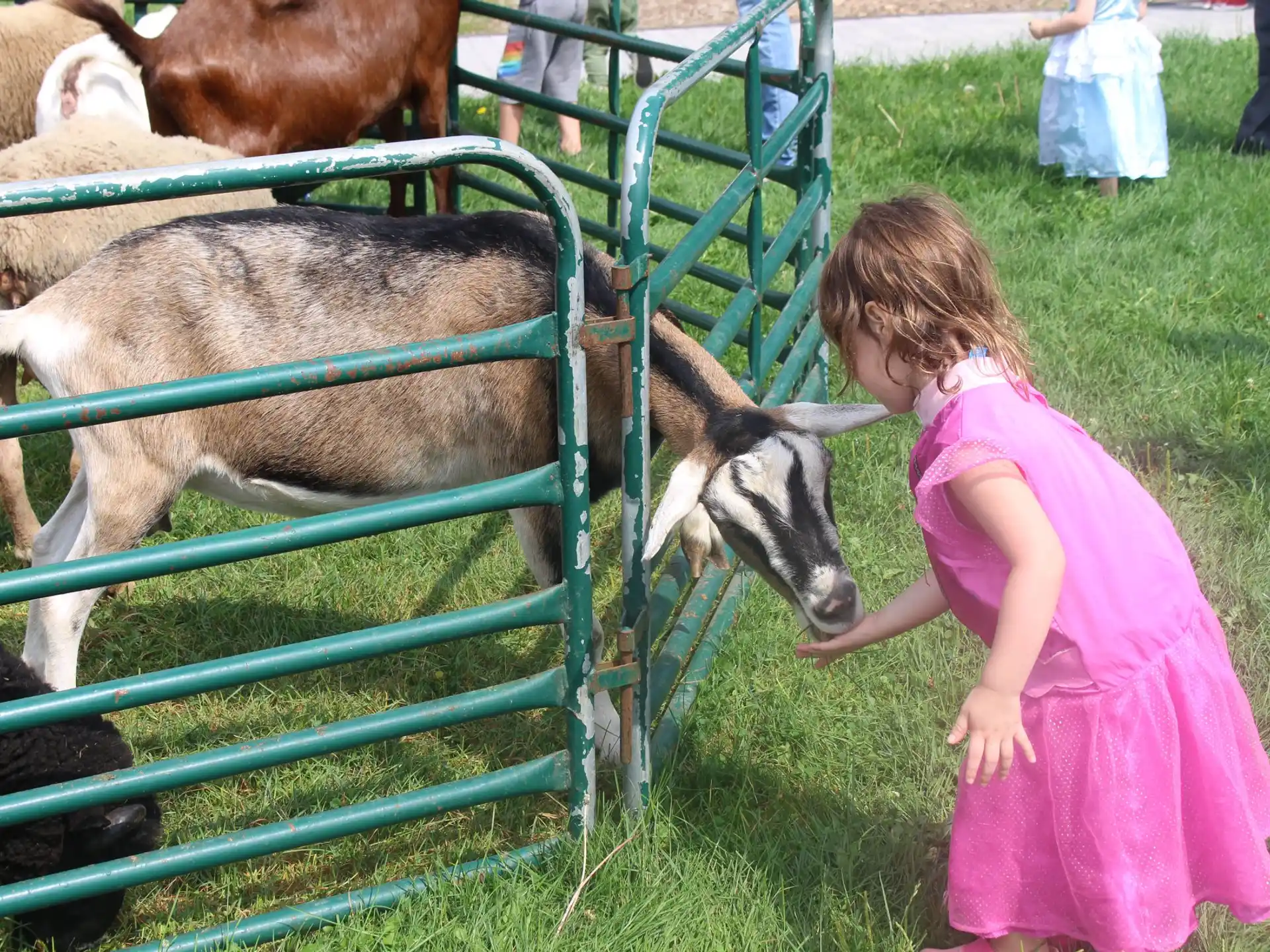 a girl looking at a goat