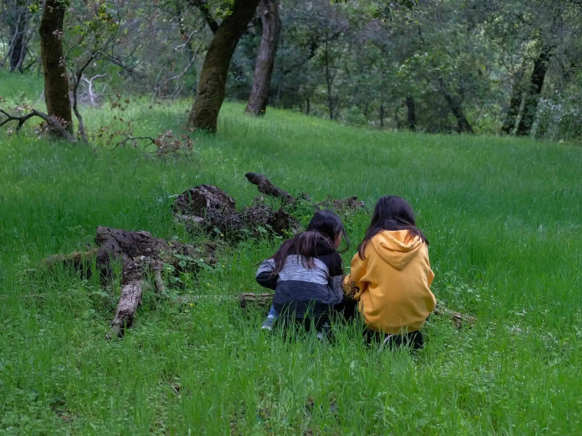 a group of people sitting in a grassy field with trees in the background