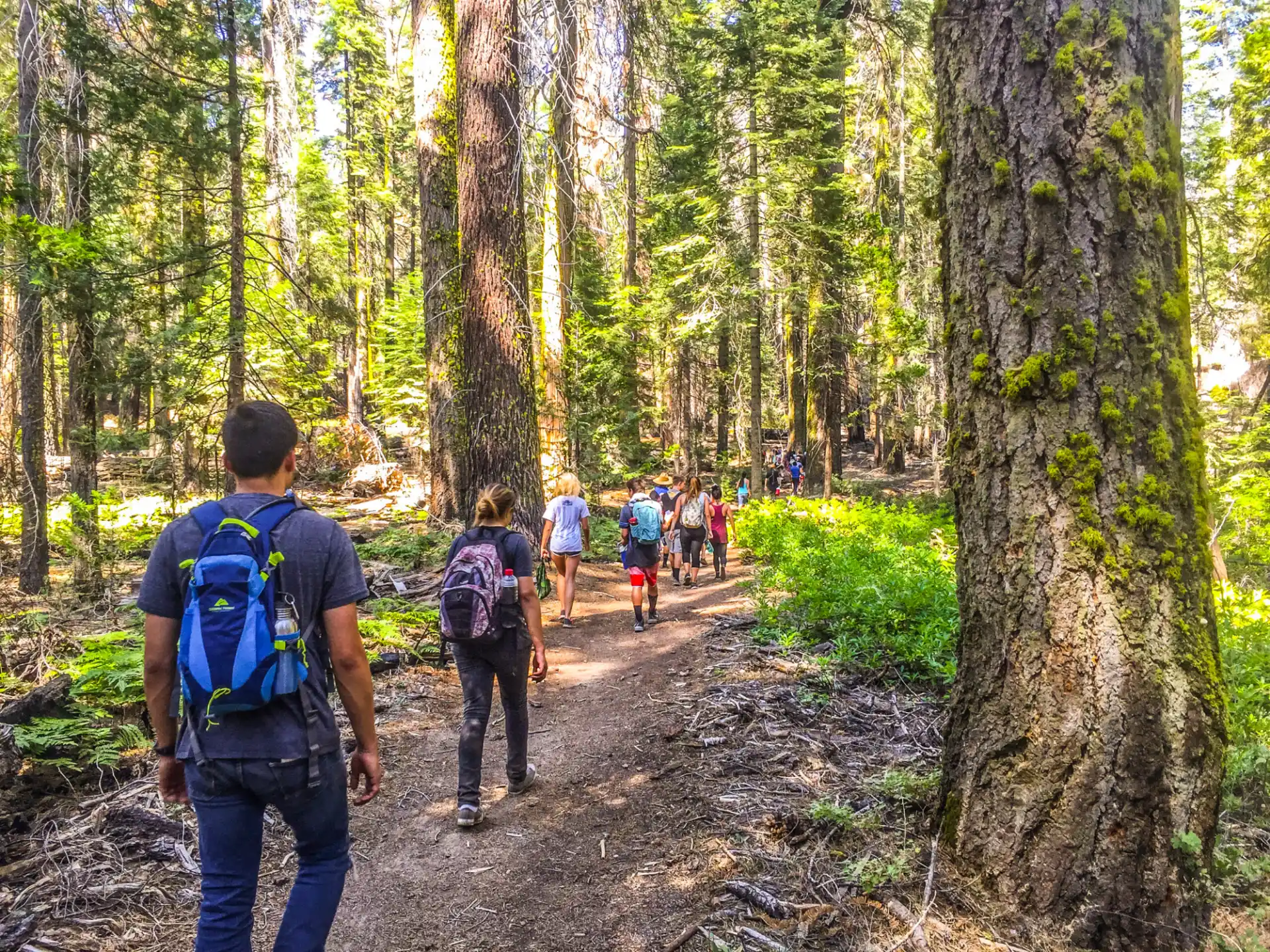 a group of people walking on a trail in the woods