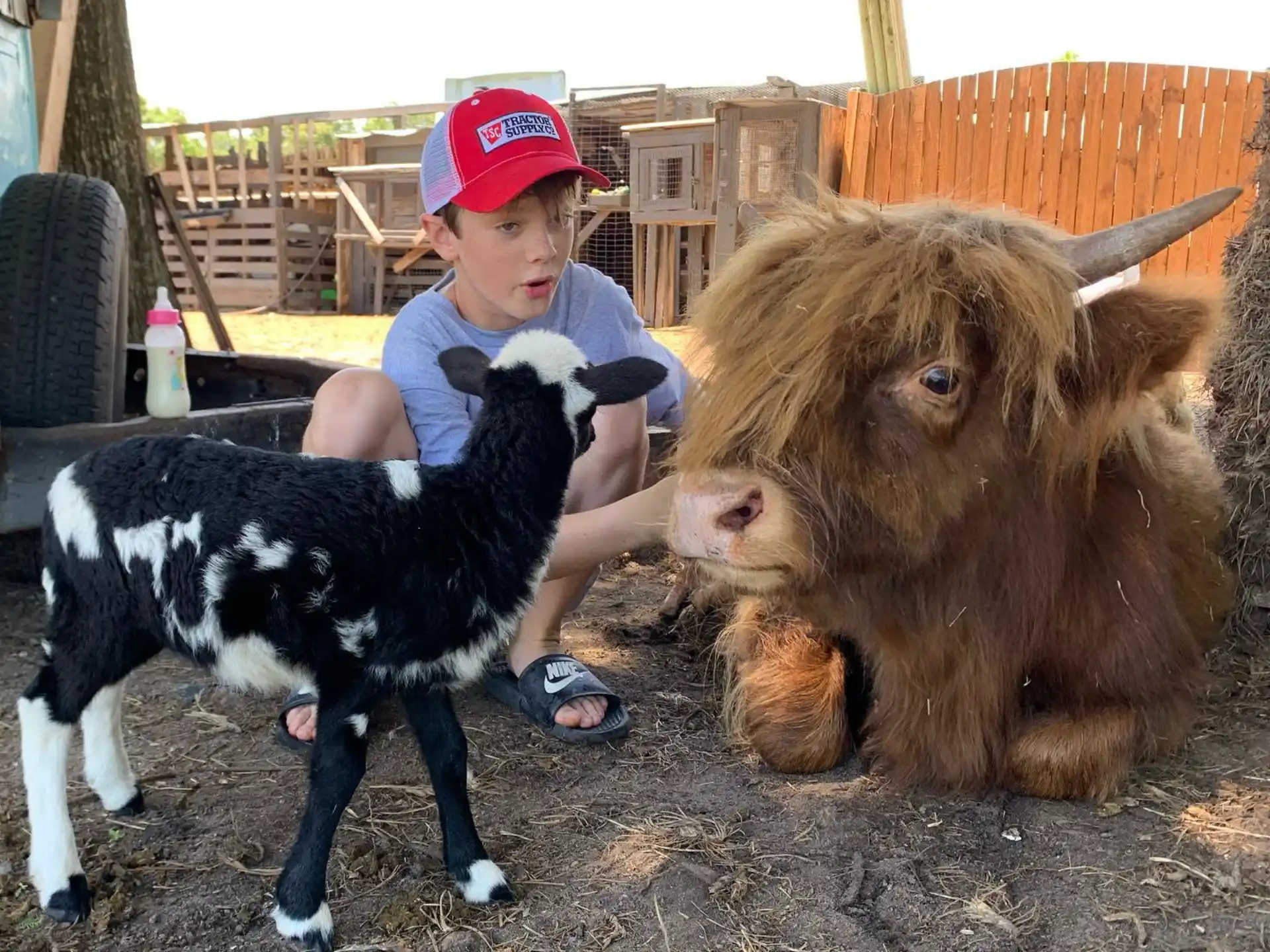 a boy petting a cow