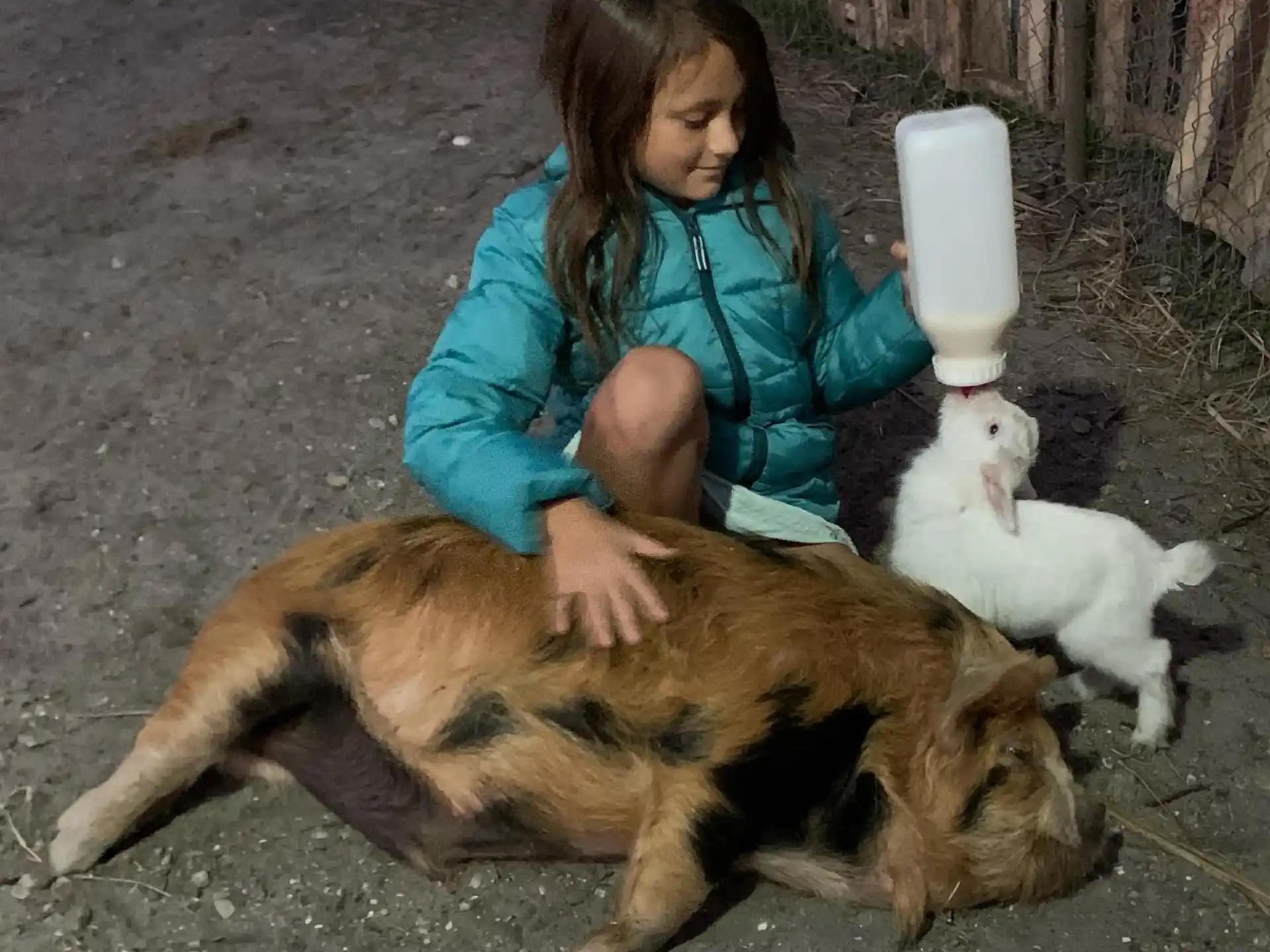 a person petting a couple of cats