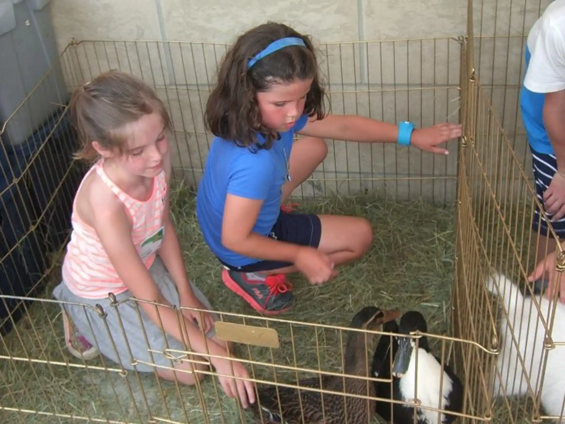 a couple of young girls petting a goat in a cage