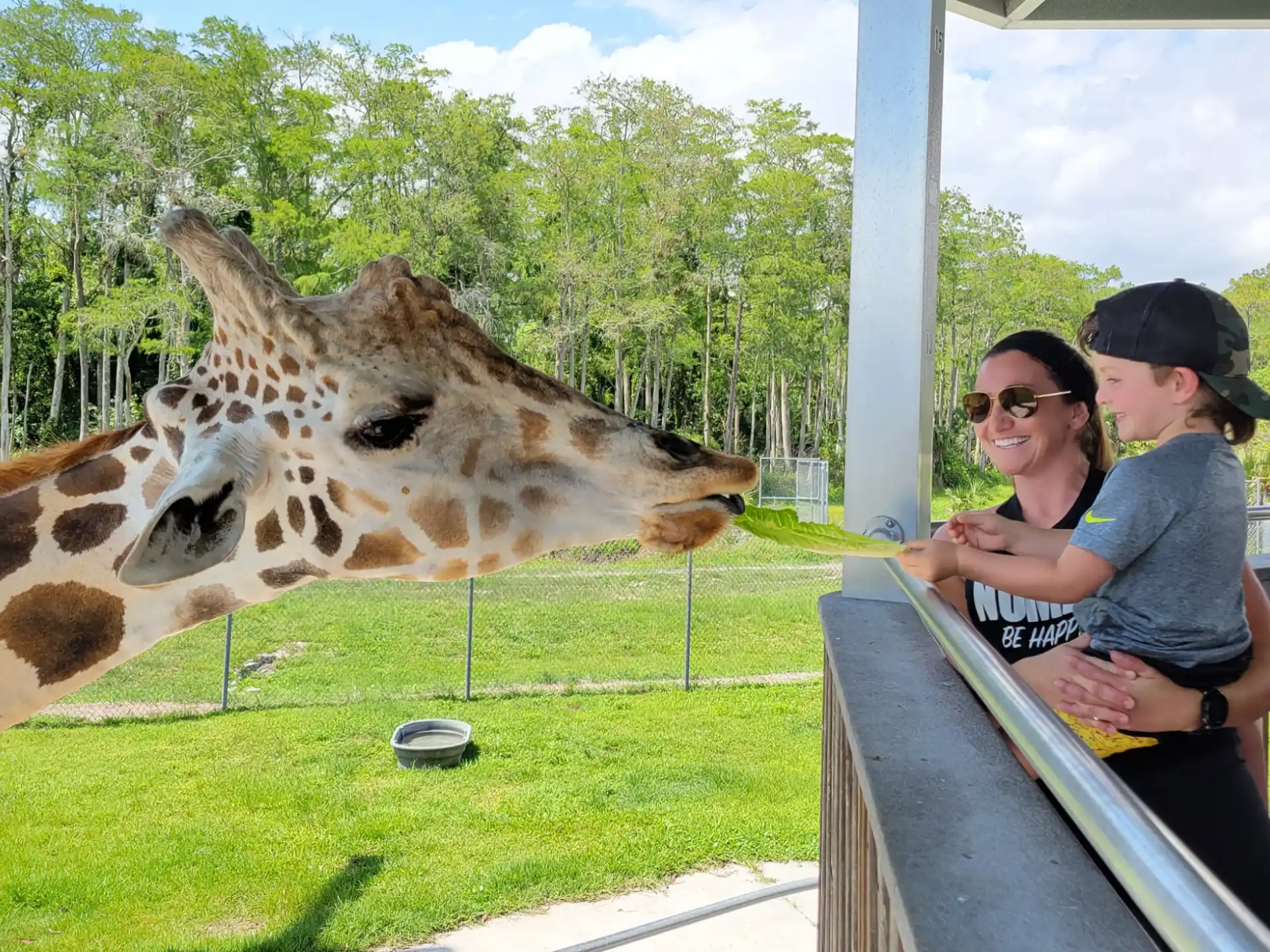 a giraffe licking a person