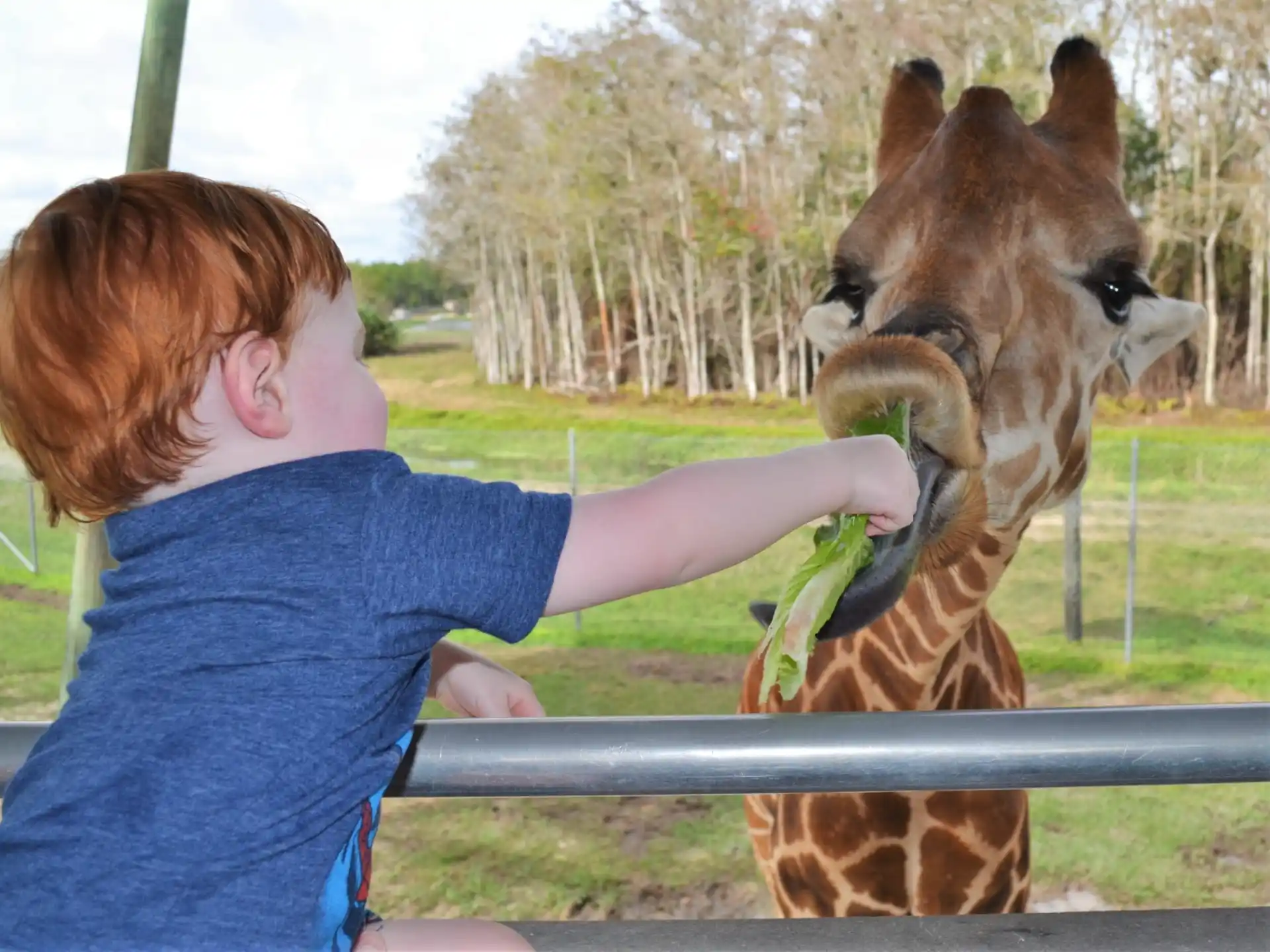 a person feeding a giraffe