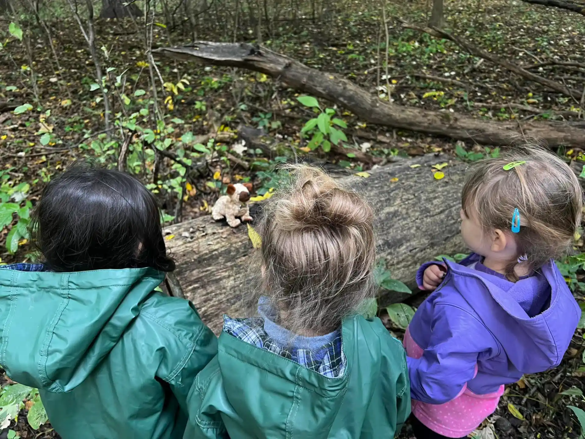 a group of people looking at a squirrel in a tree