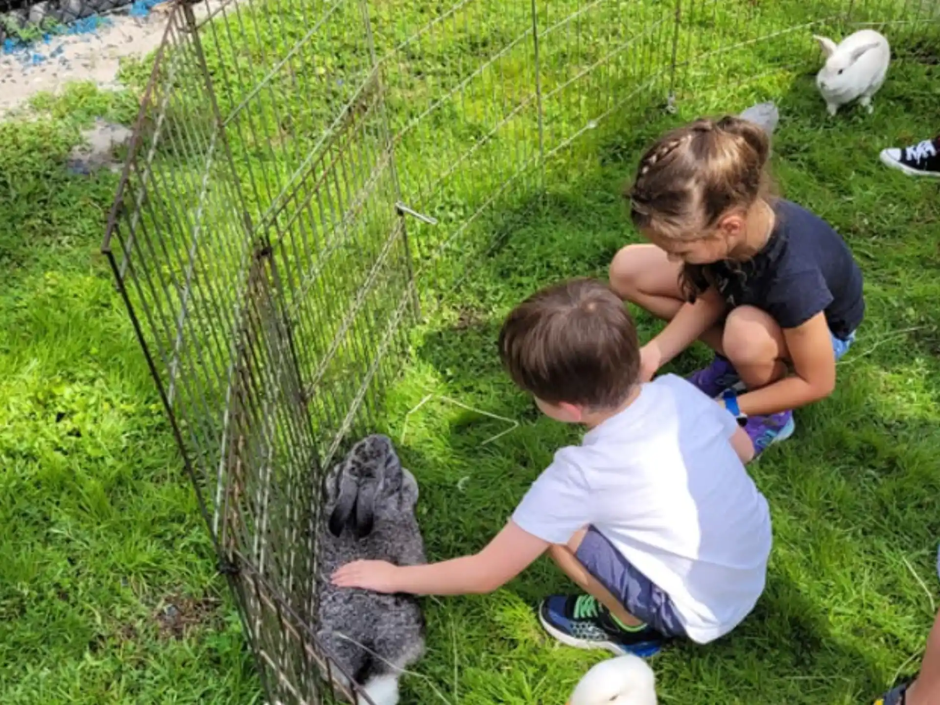 a couple of kids playing with a rabbit in a cage