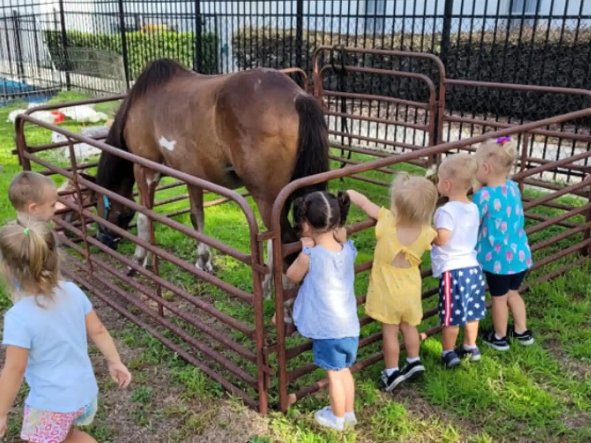 a group of children looking at a horse in a pen