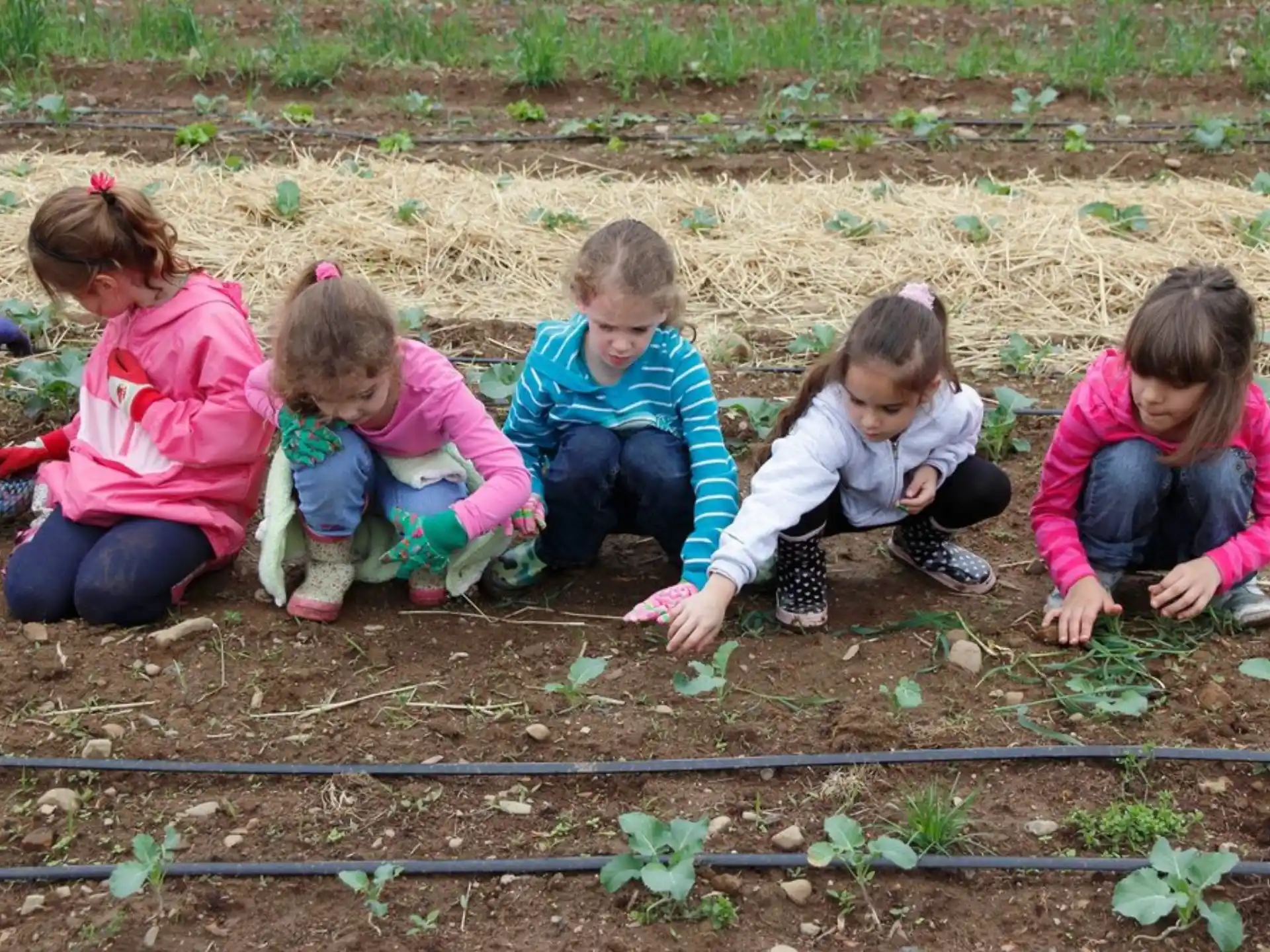 a group of children planting plants