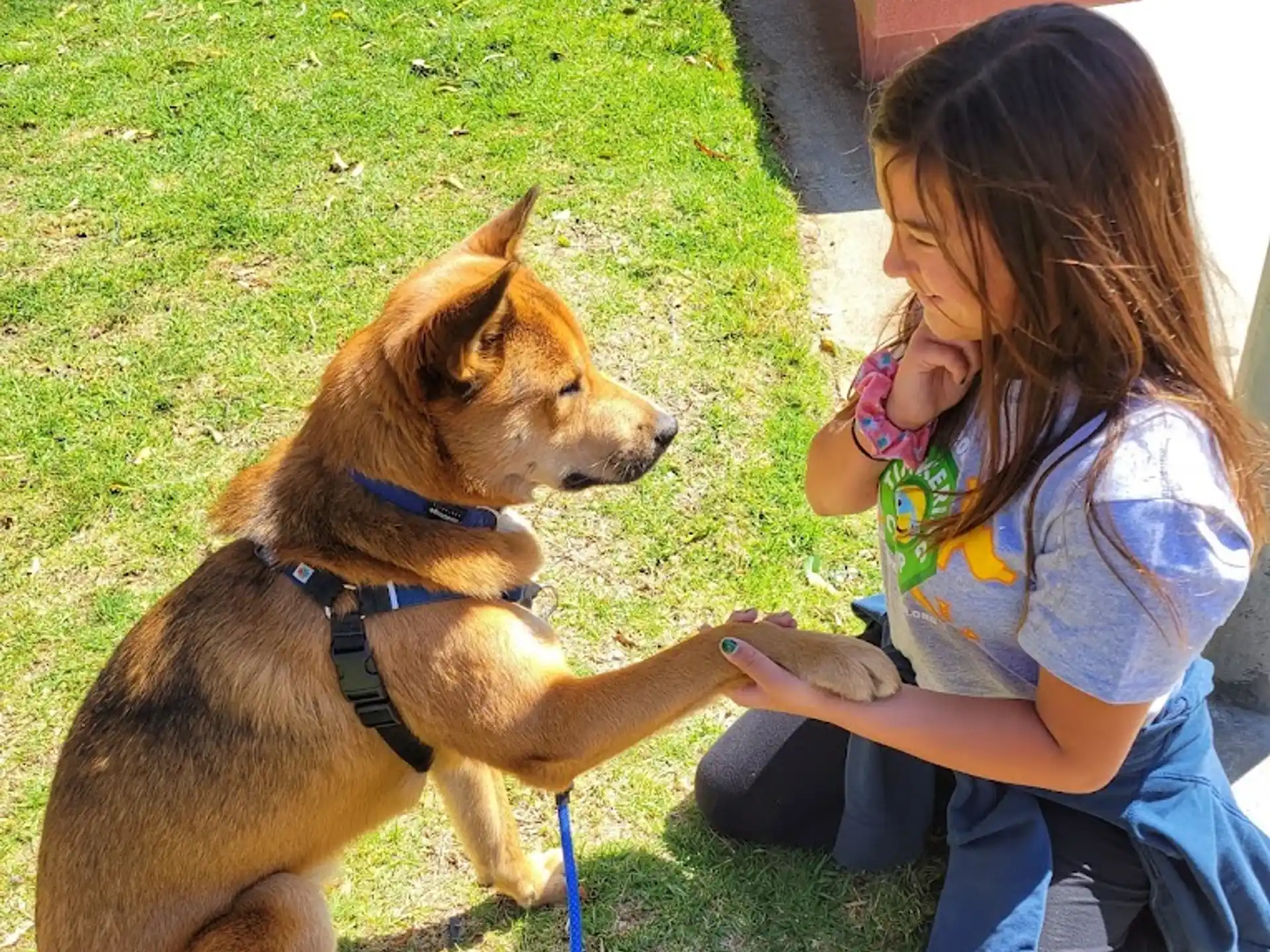 a girl petting a dog