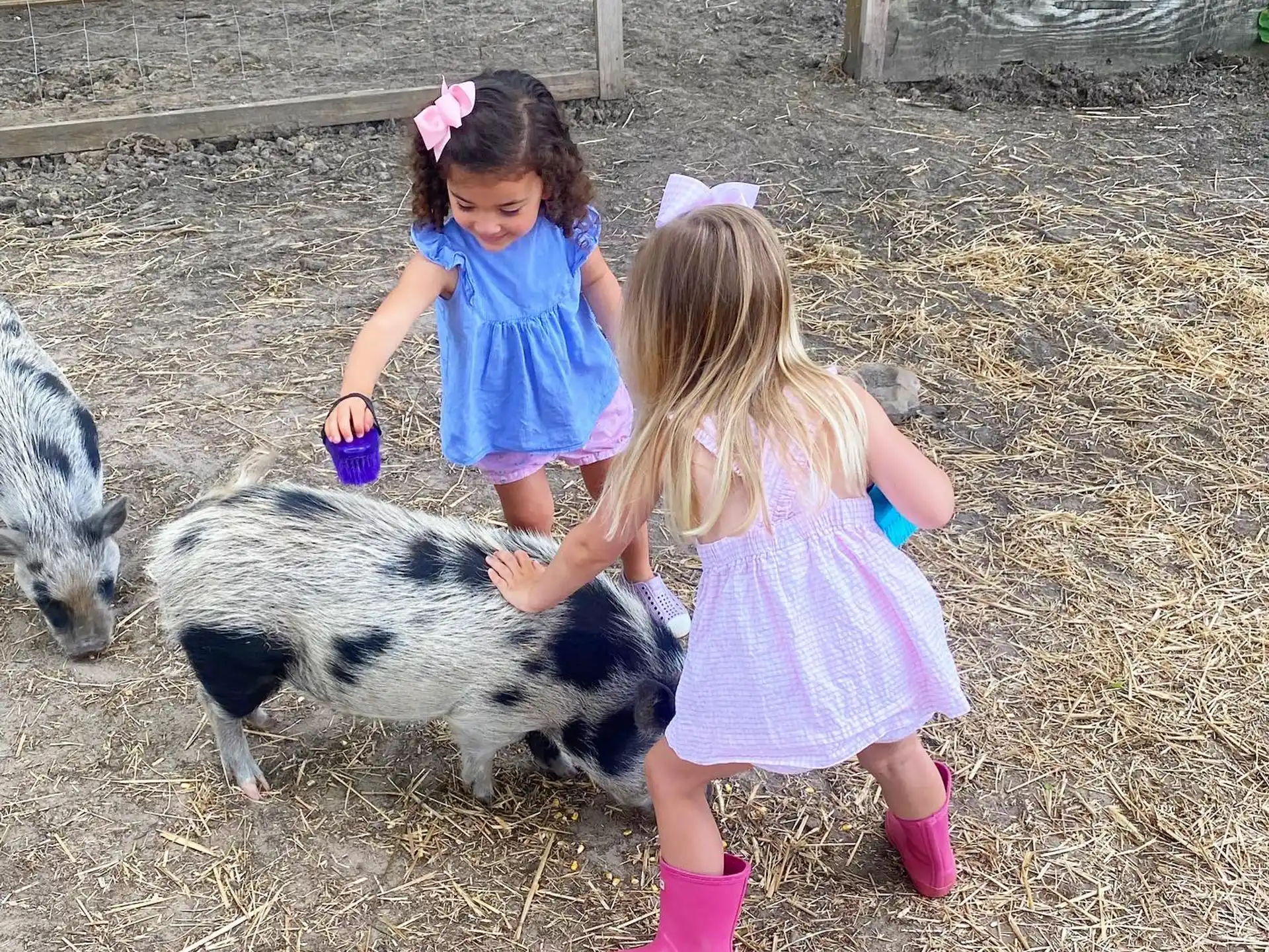 two girls petting a couple of sheep