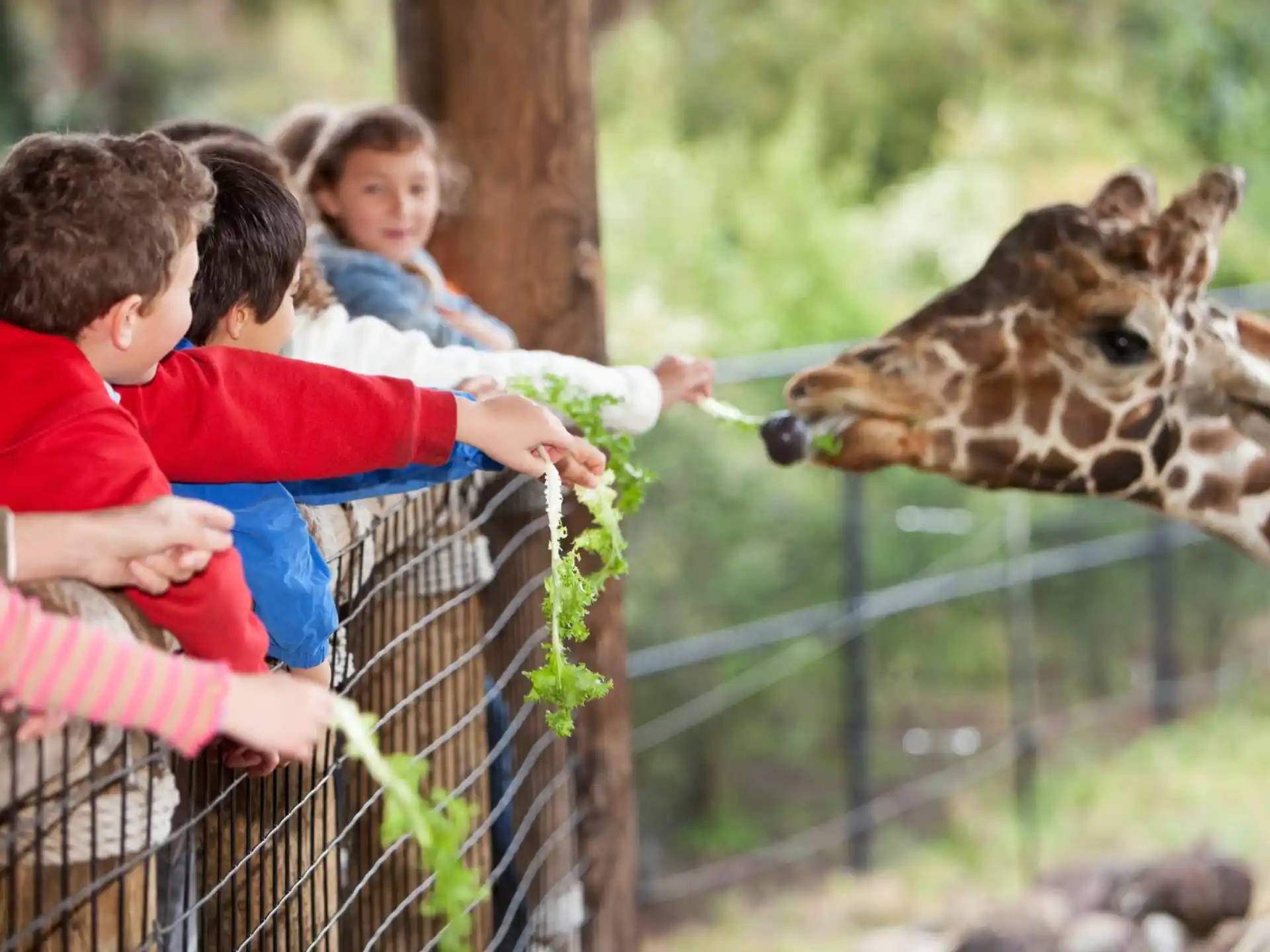 a group of kids feeding a giraffe