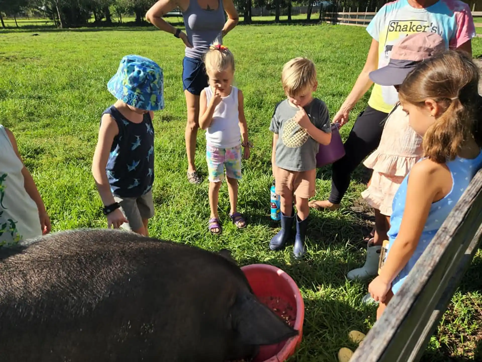 a group of children playing with a pig