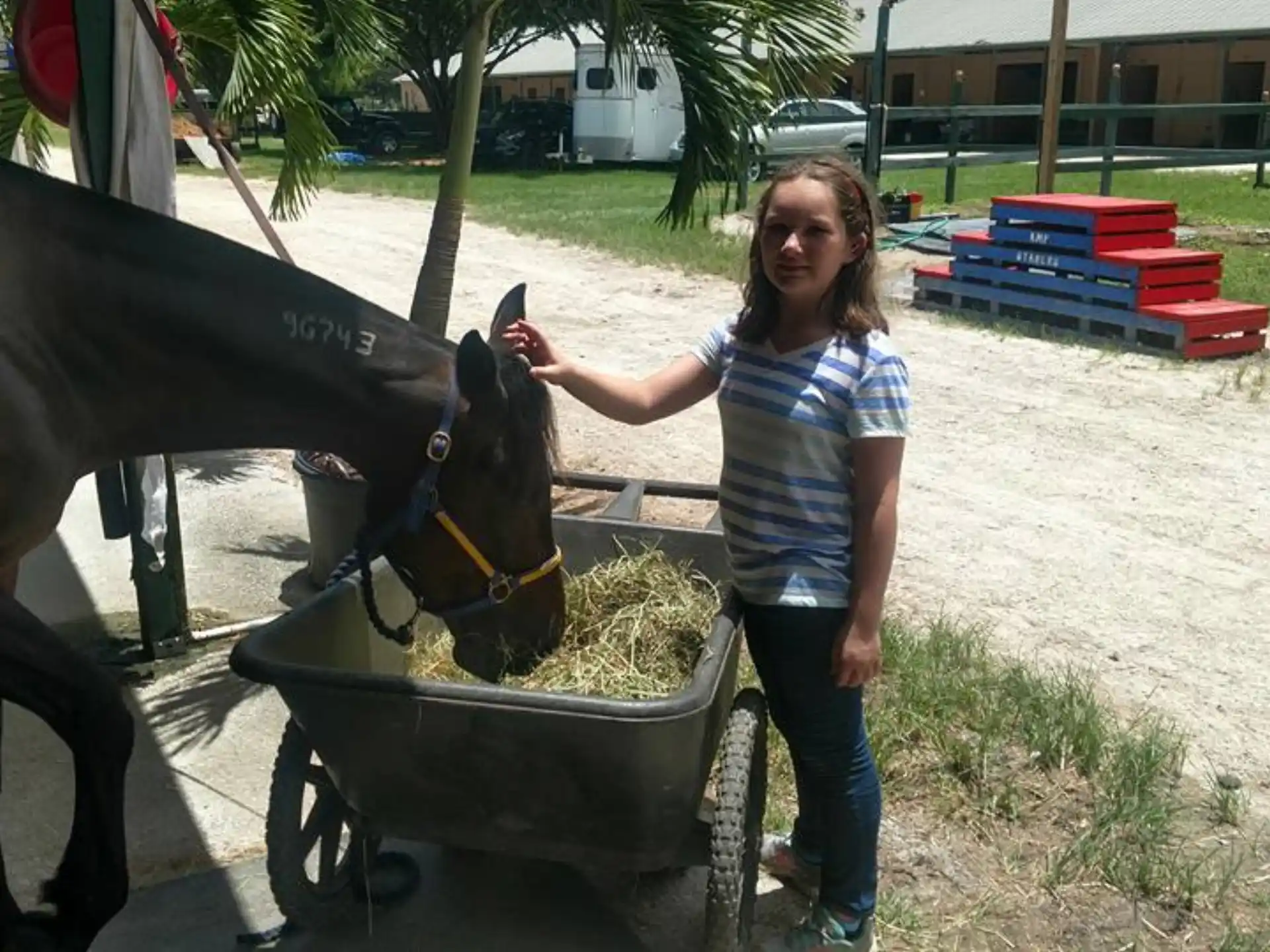 a person feeding a horse