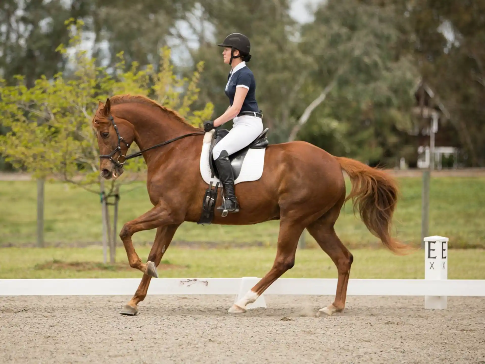 a person riding a horse