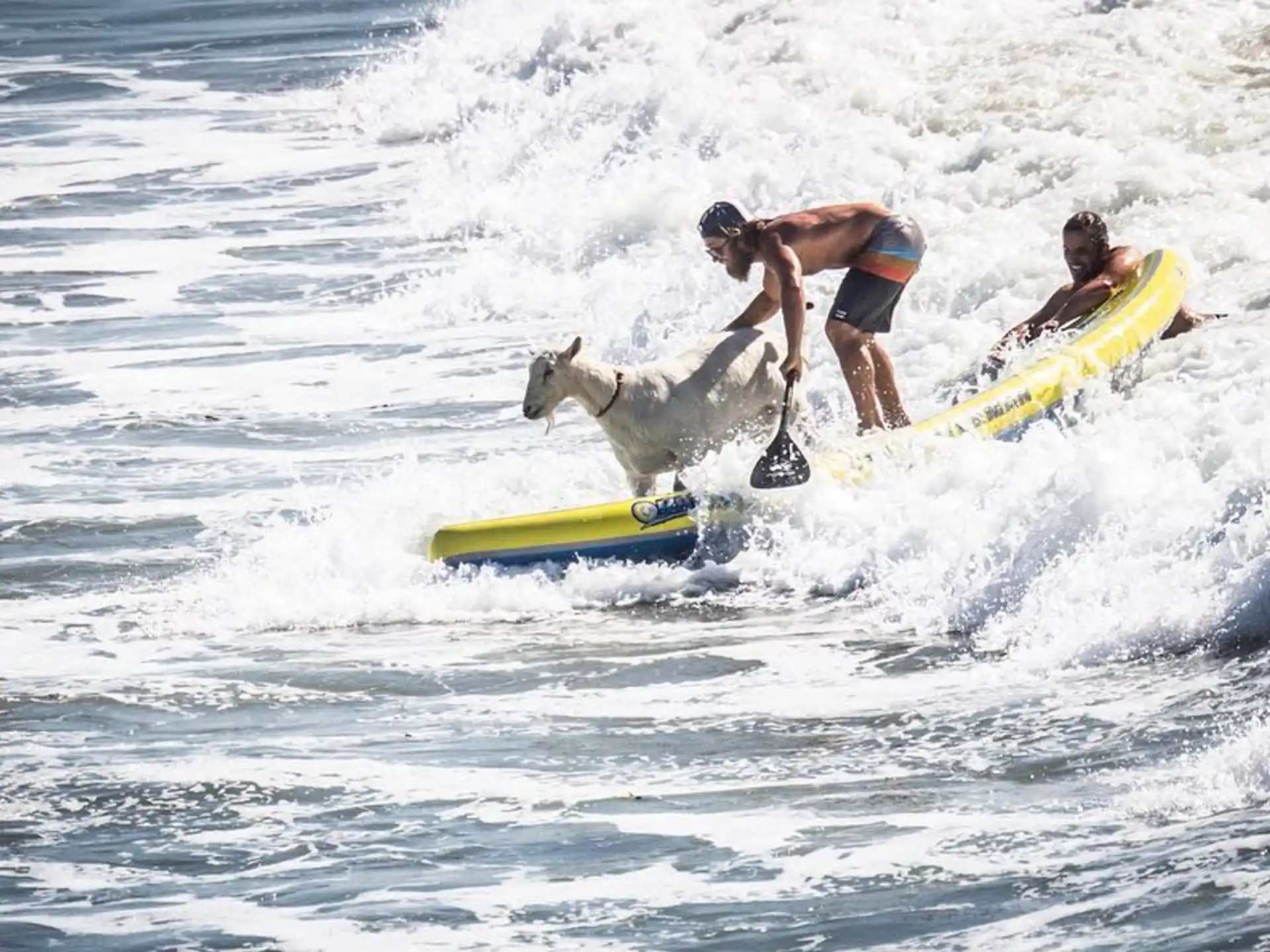 a dog and a person surfing