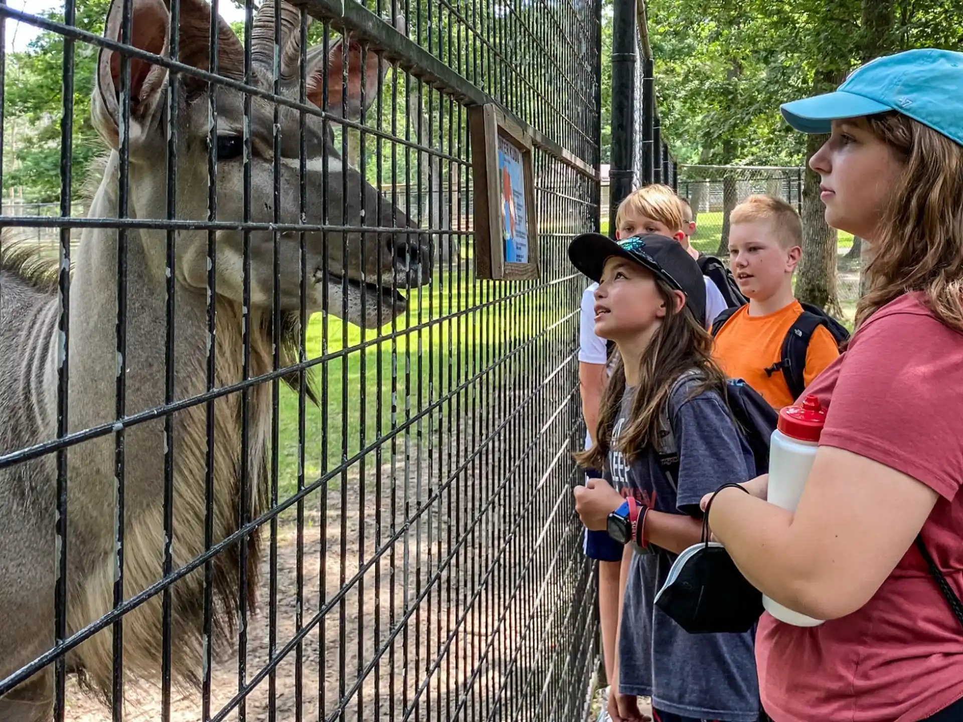 a group of people looking at a giraffe through a fence