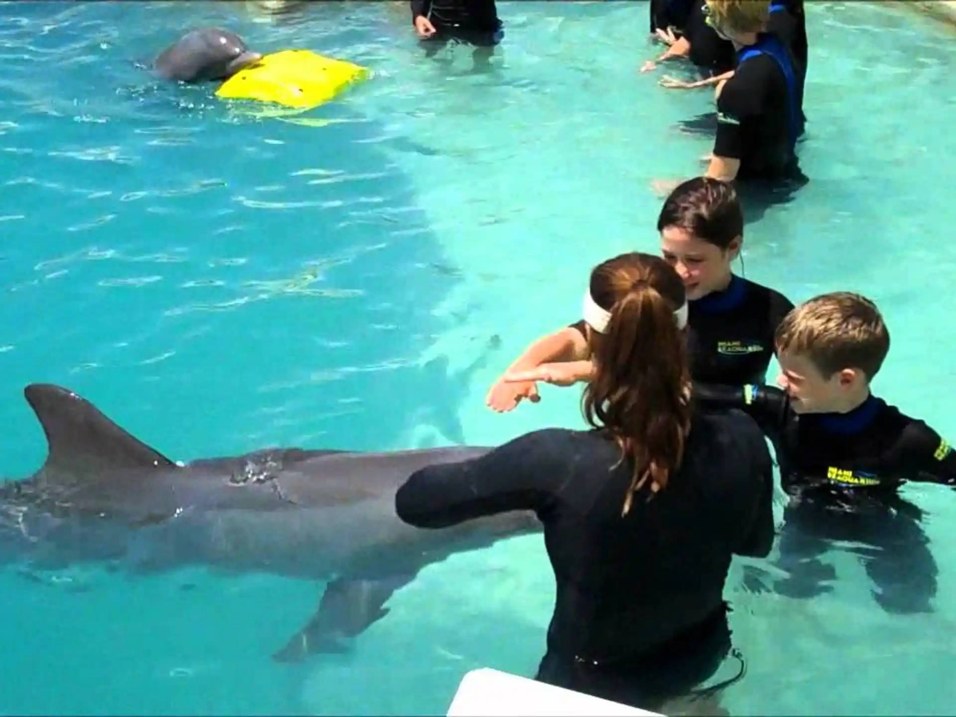 a group of people in a pool with a dolphin
