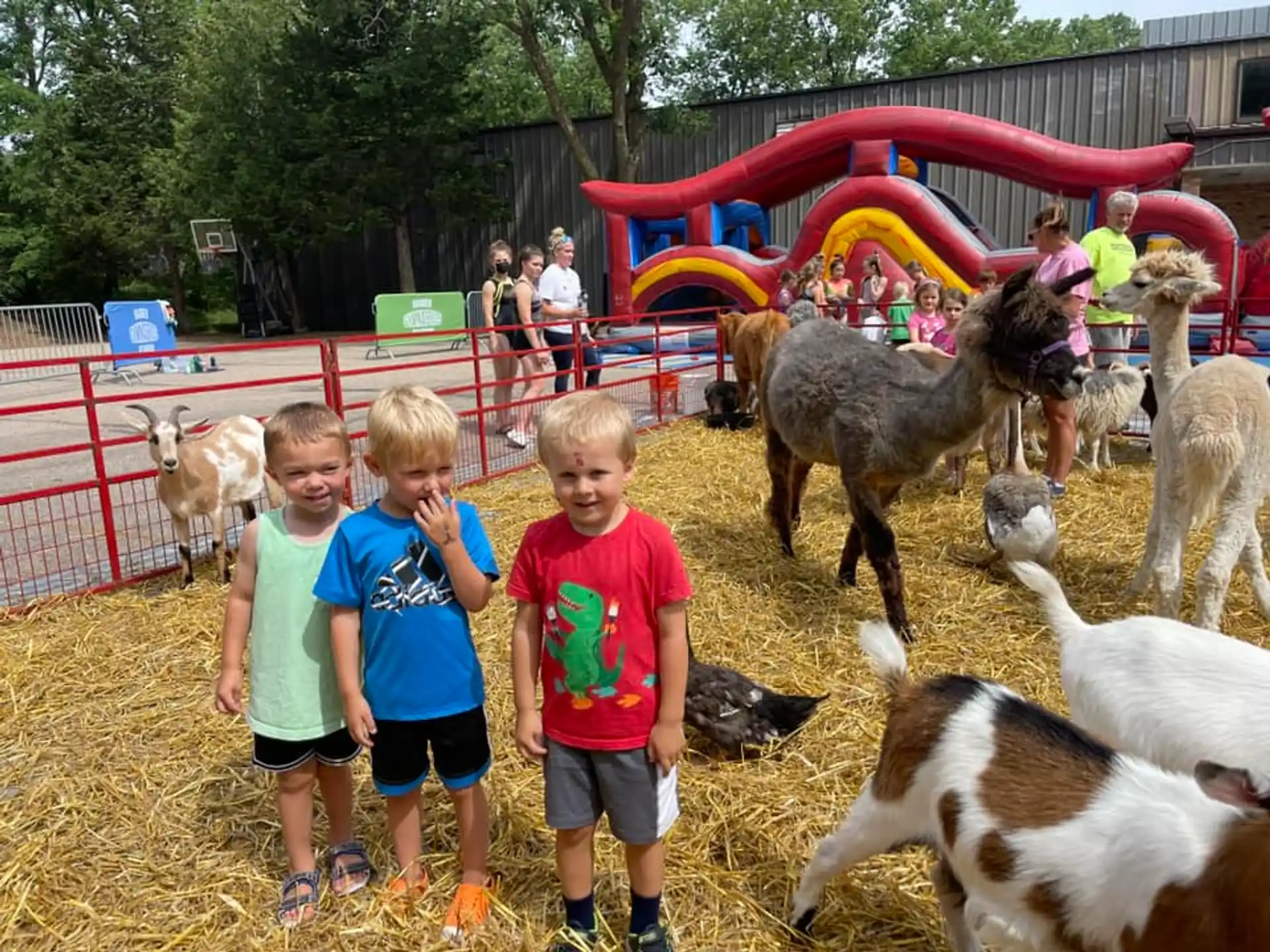 a group of kids standing in front of a group of llamas