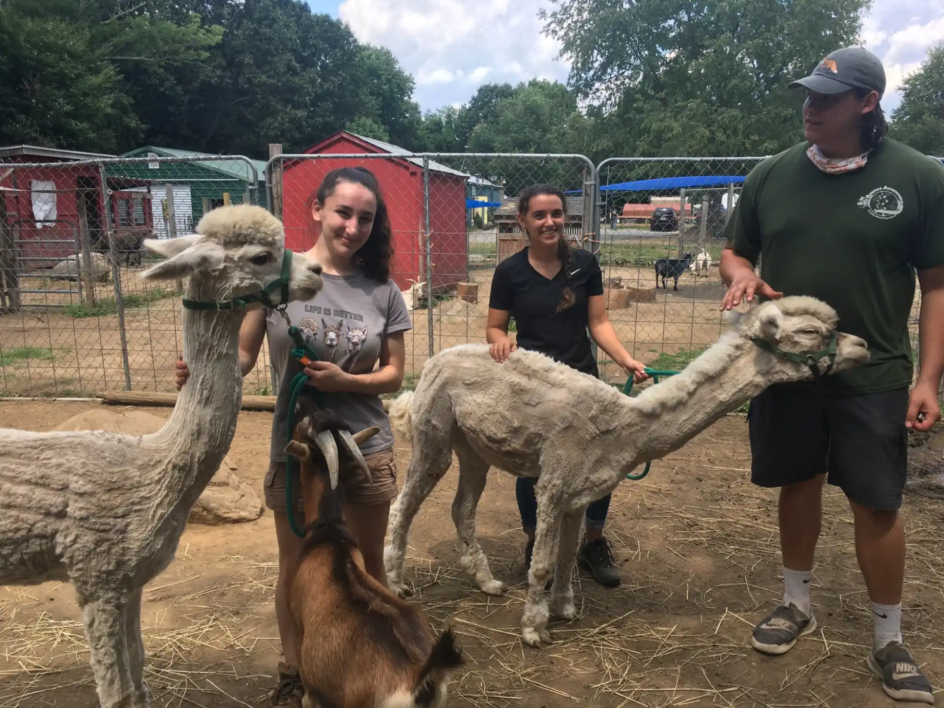a group of people with llamas