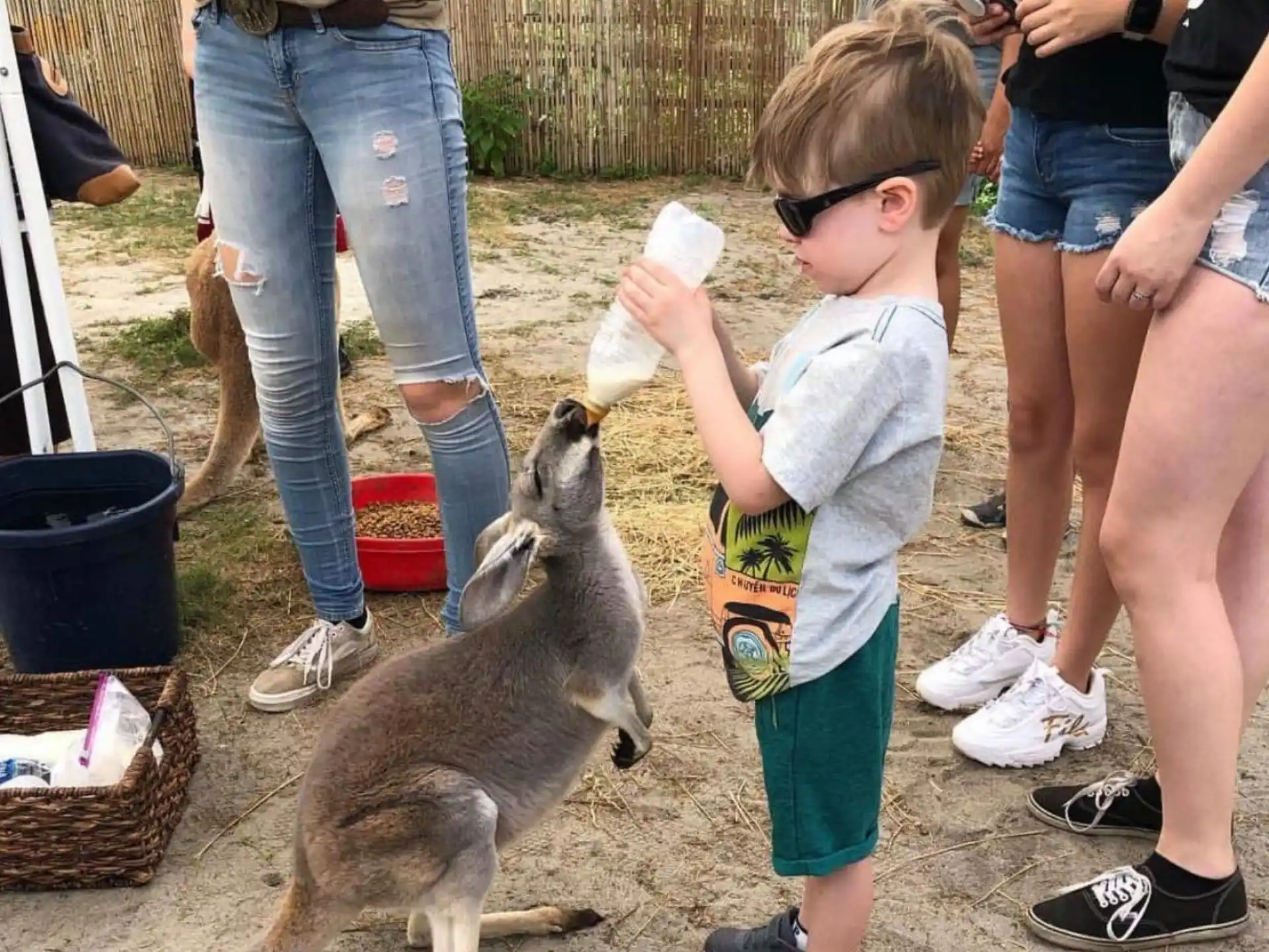 a child feeding a kangaroo