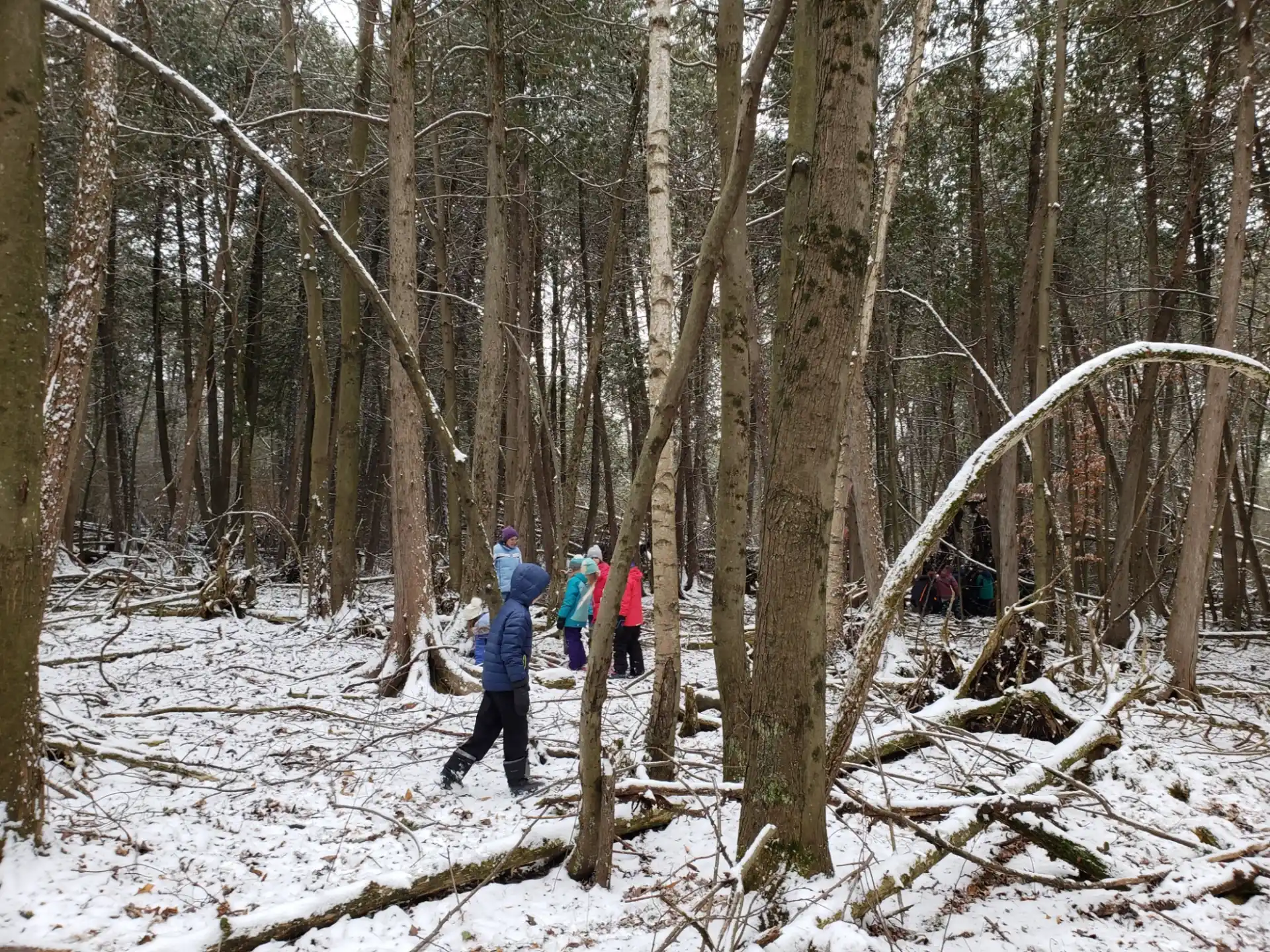 a group of people walking through a forest