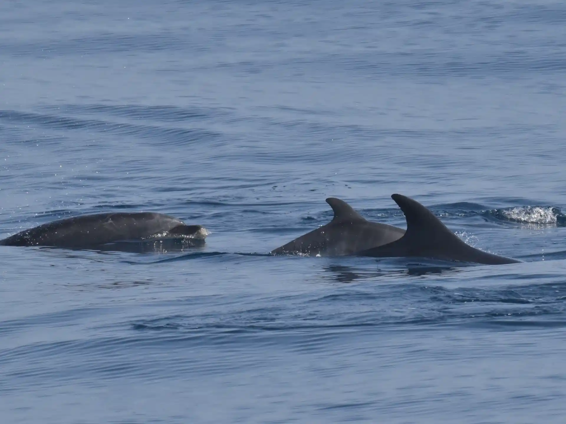 a group of dolphins swimming in the water