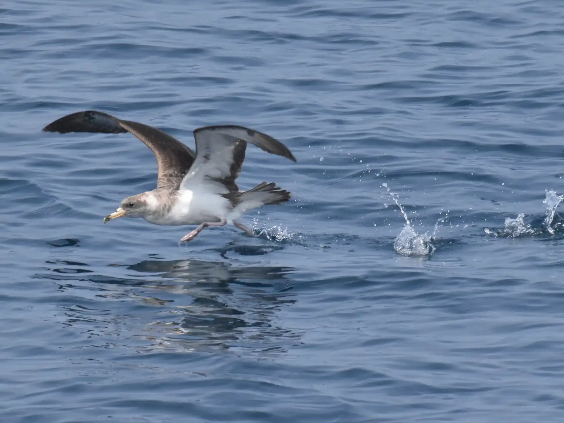 birds flying over water