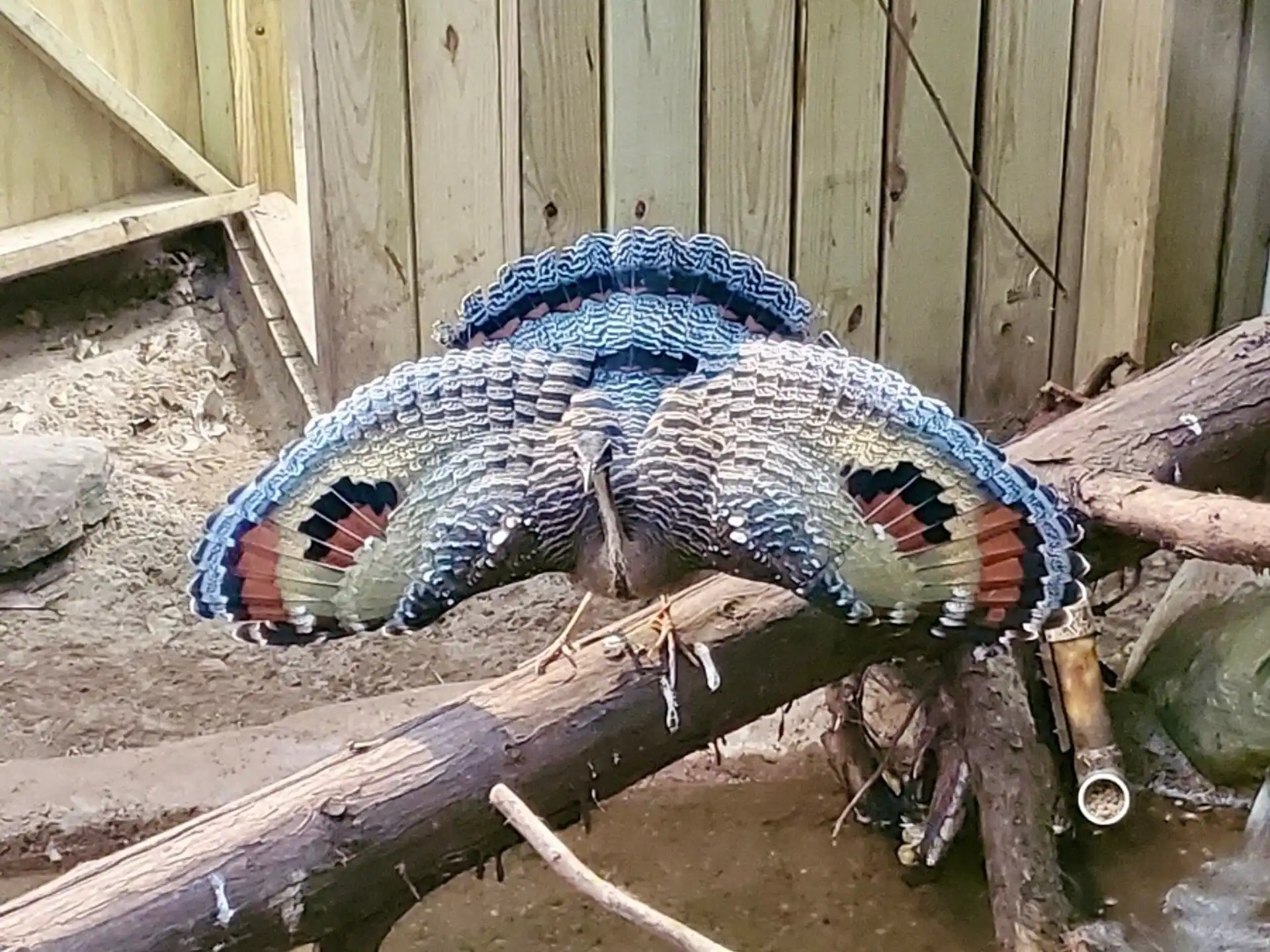 a blue and black snake on a log