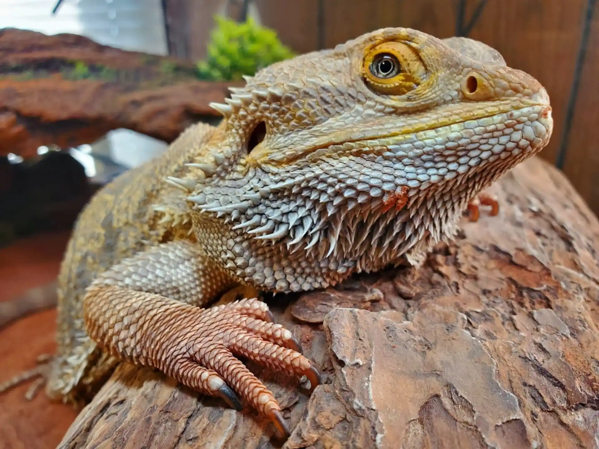 a lizard on a tree