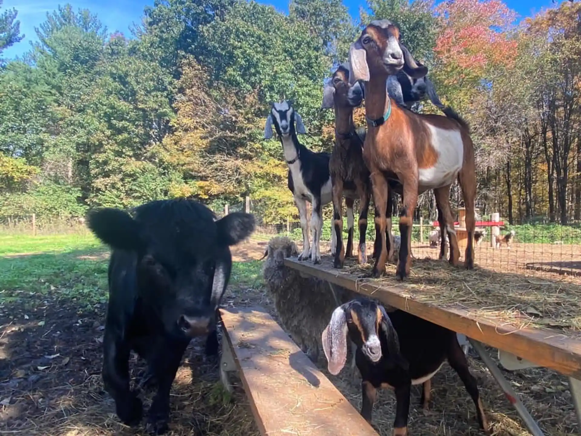 a group of people riding horses