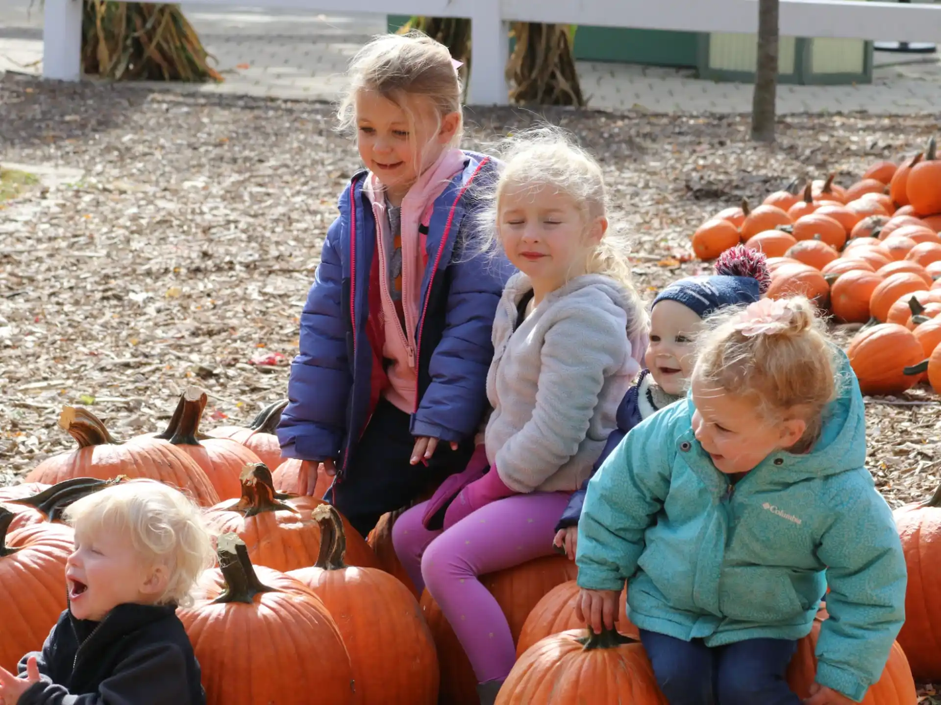 a person and several children in a pumpkin patch