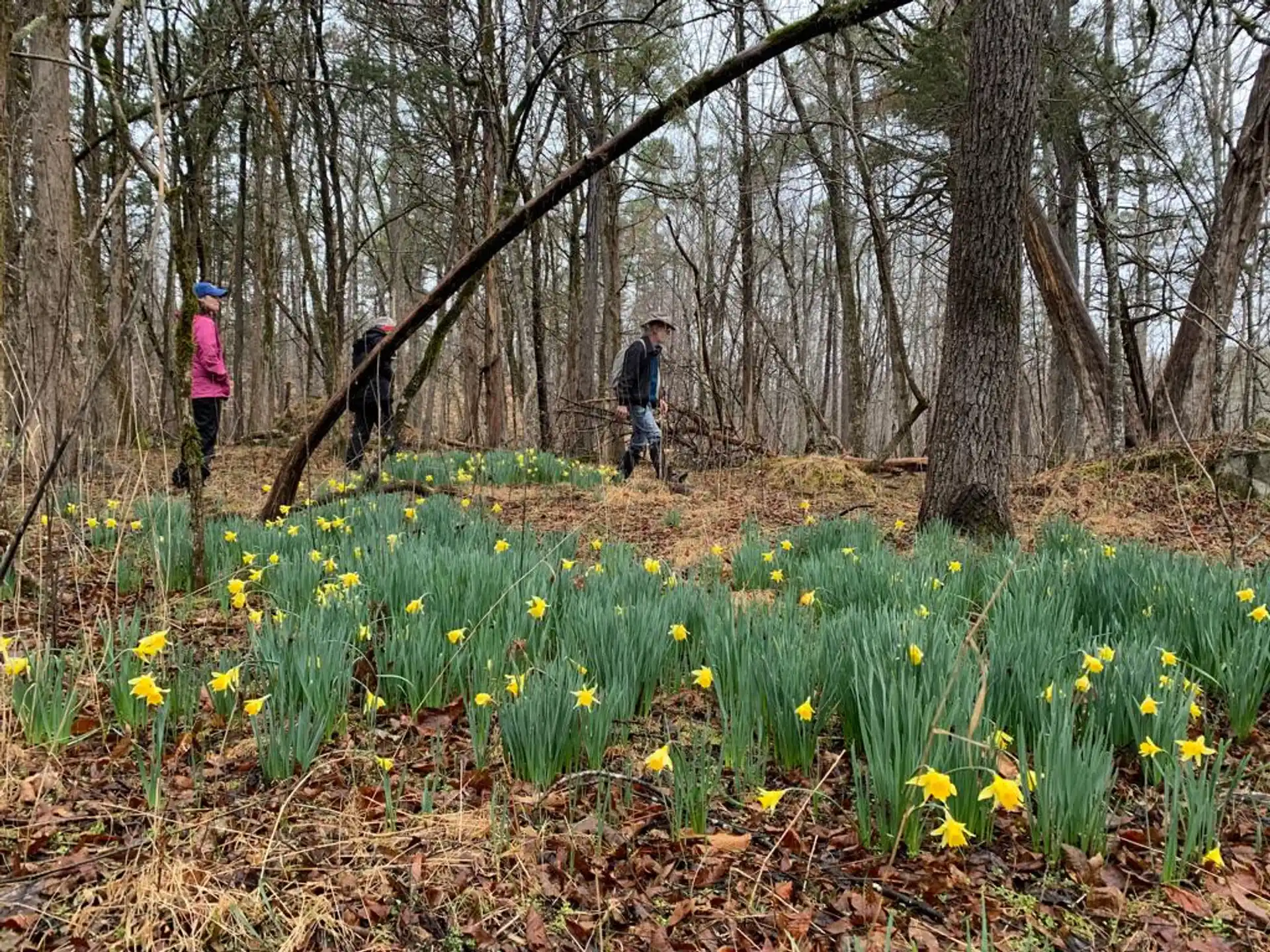 a man and a woman walking through a grassy area with trees
